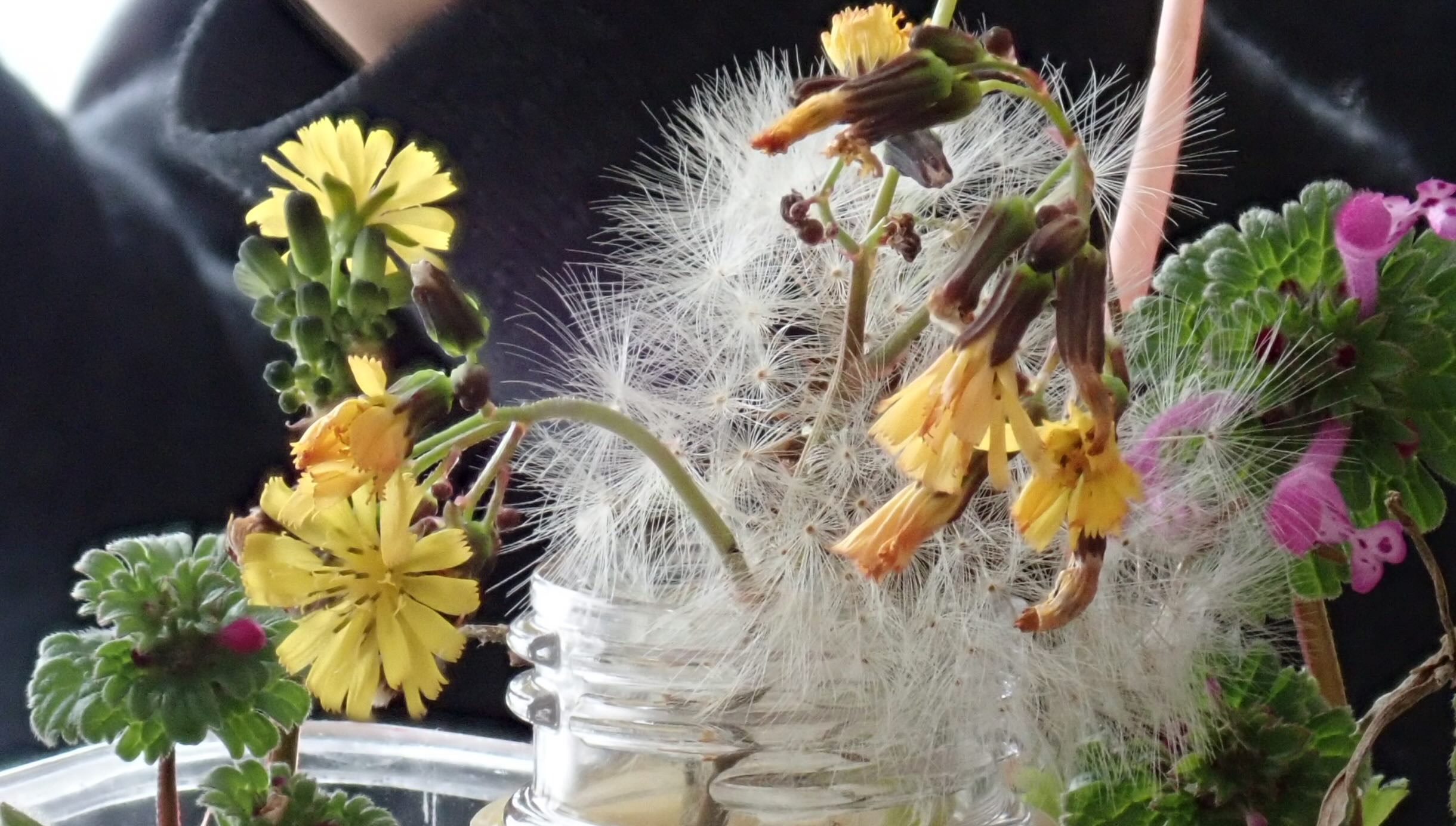 春をズームしよう！