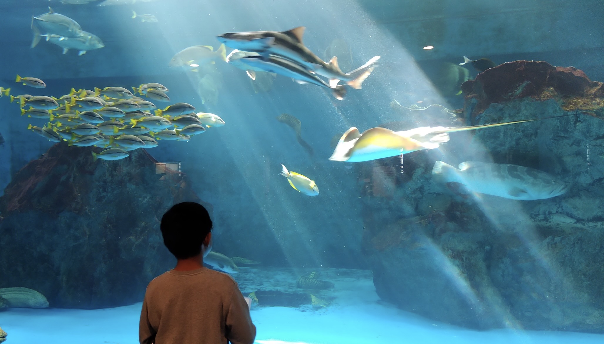 魚の学びはカタチから入る