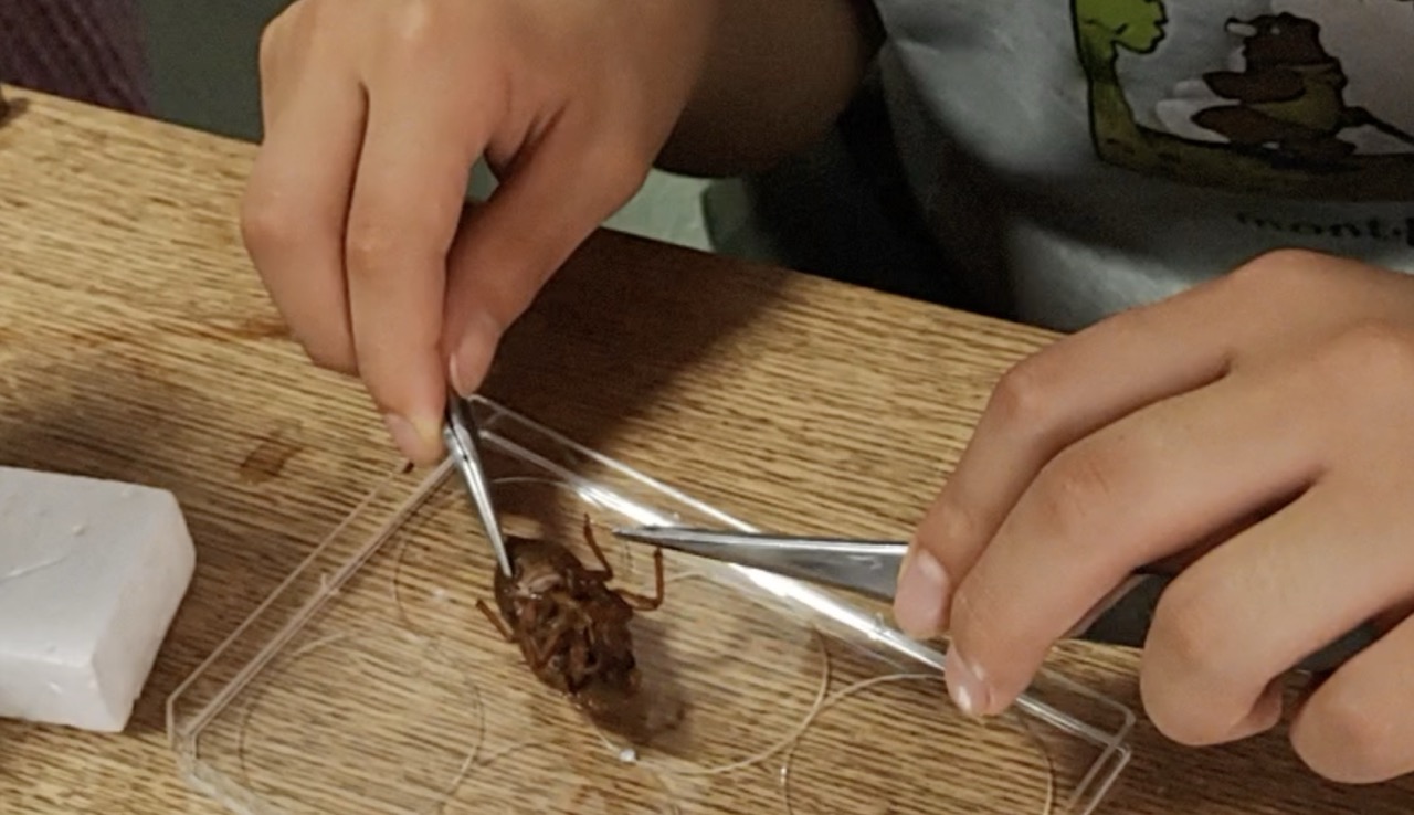 抜け殻にはいろいろ詰まっている