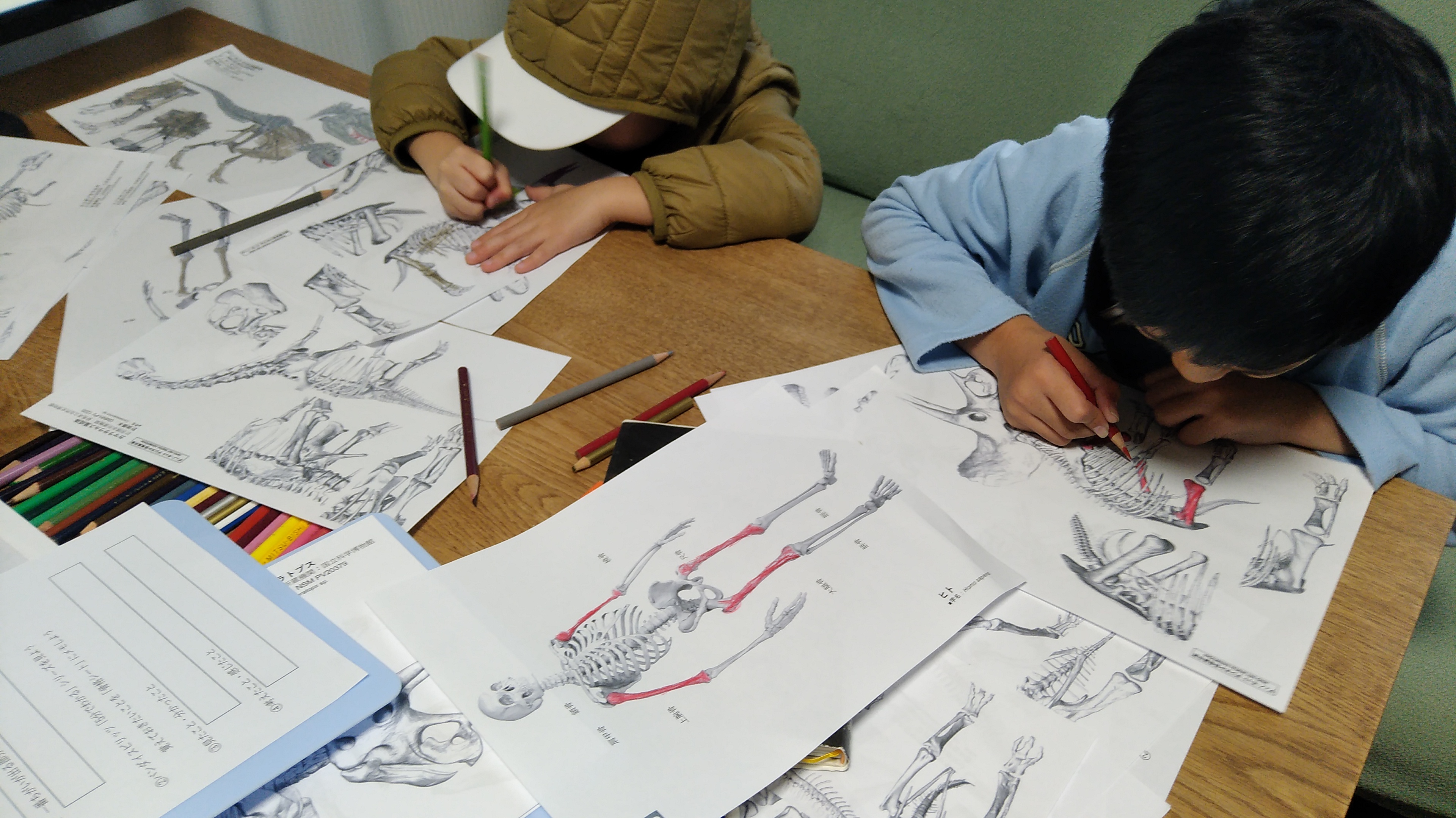 恐竜の骨は「ぬりえ」で味わう