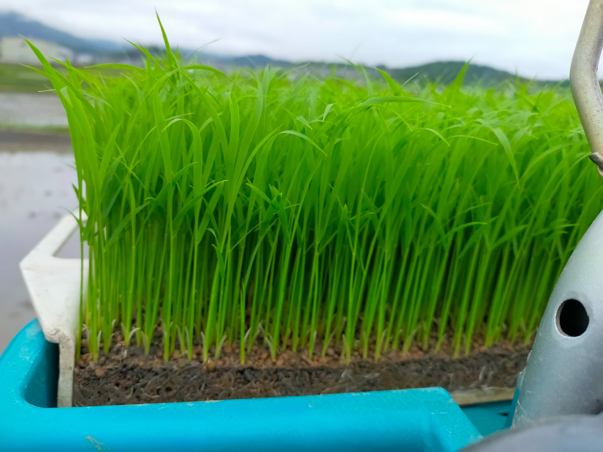 令和7年産コシヒカリ　田植えスタート！