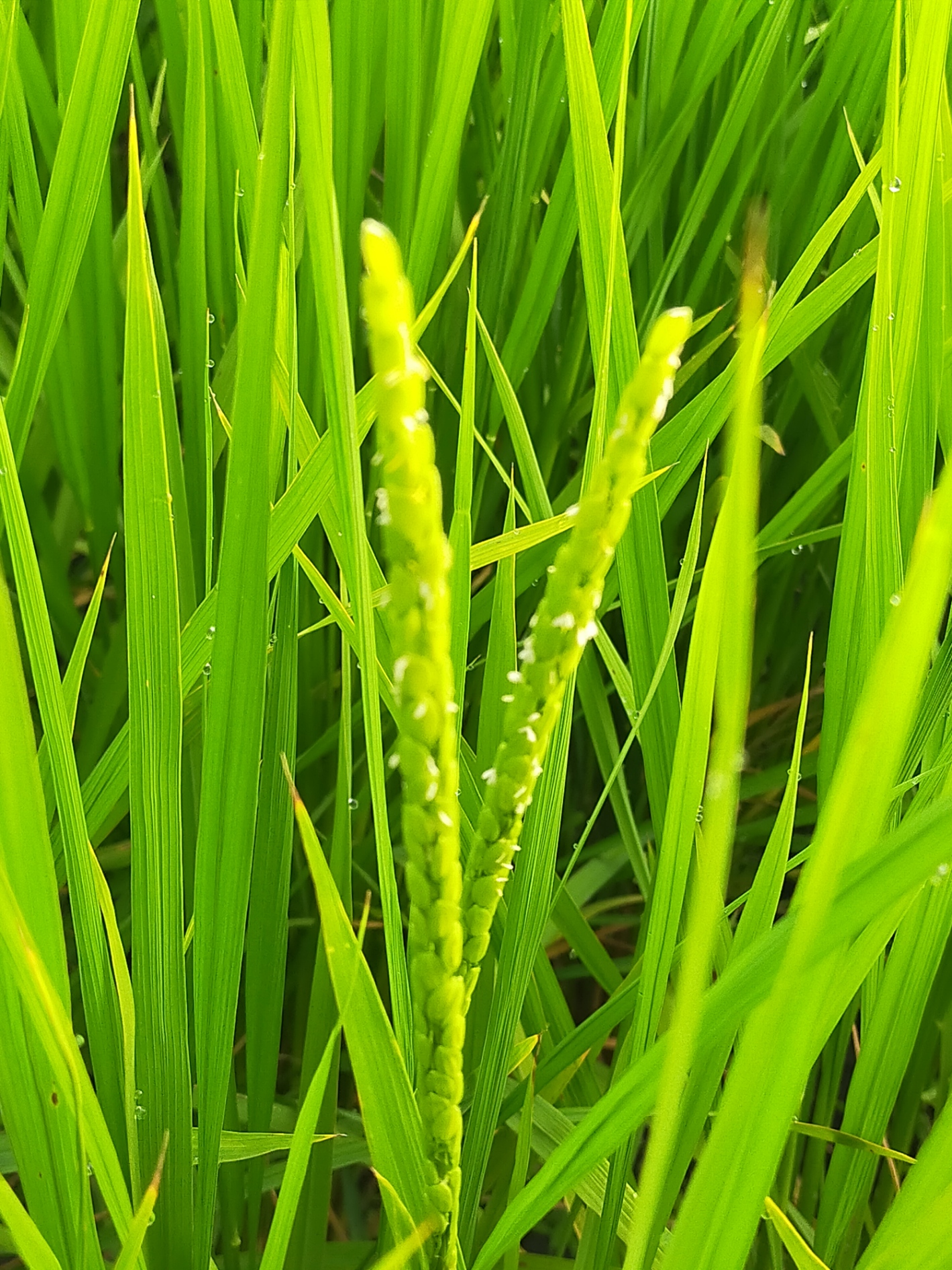 出穂しました！