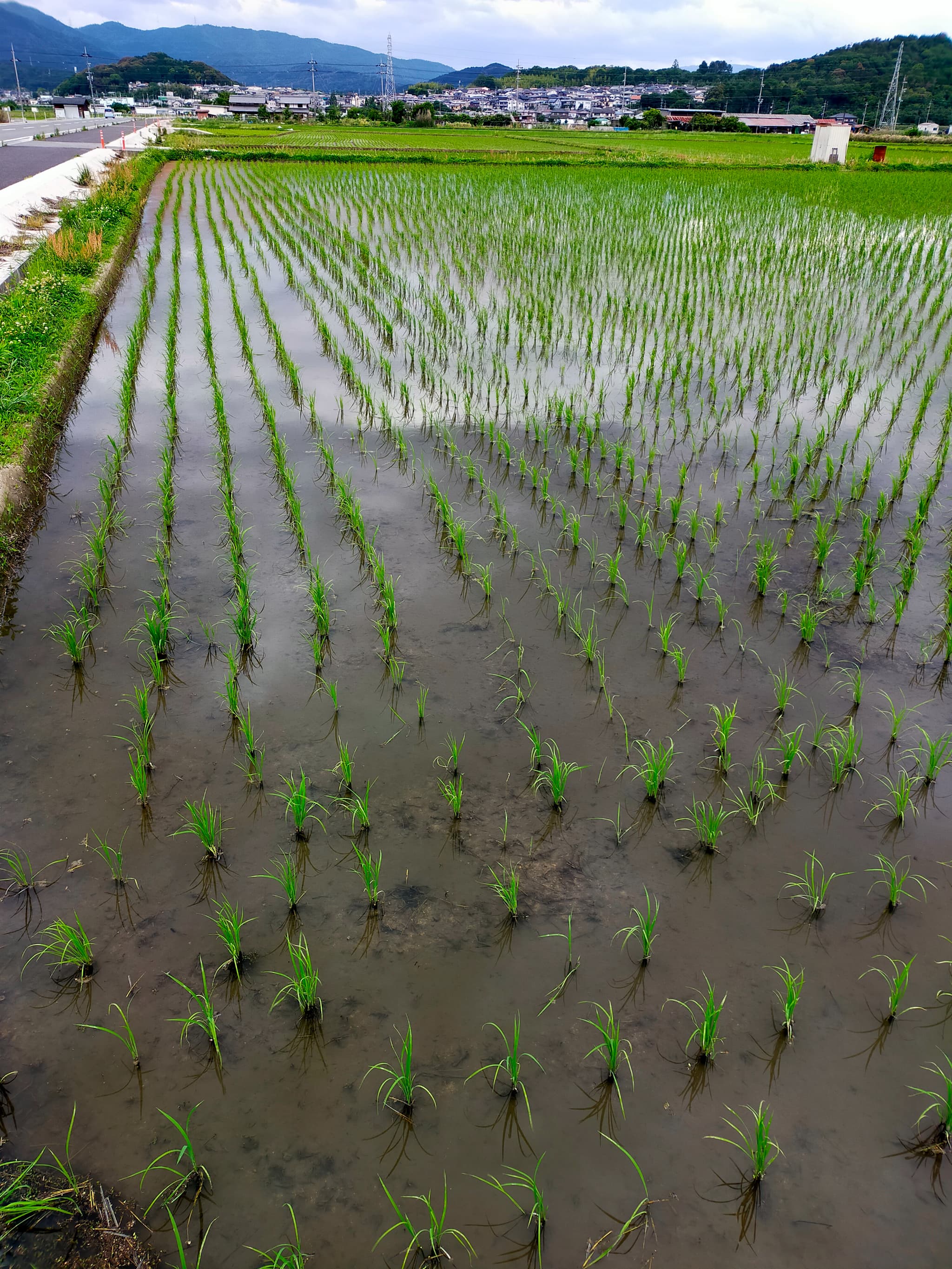 順調に育っています！　①　（2025年5月31日）