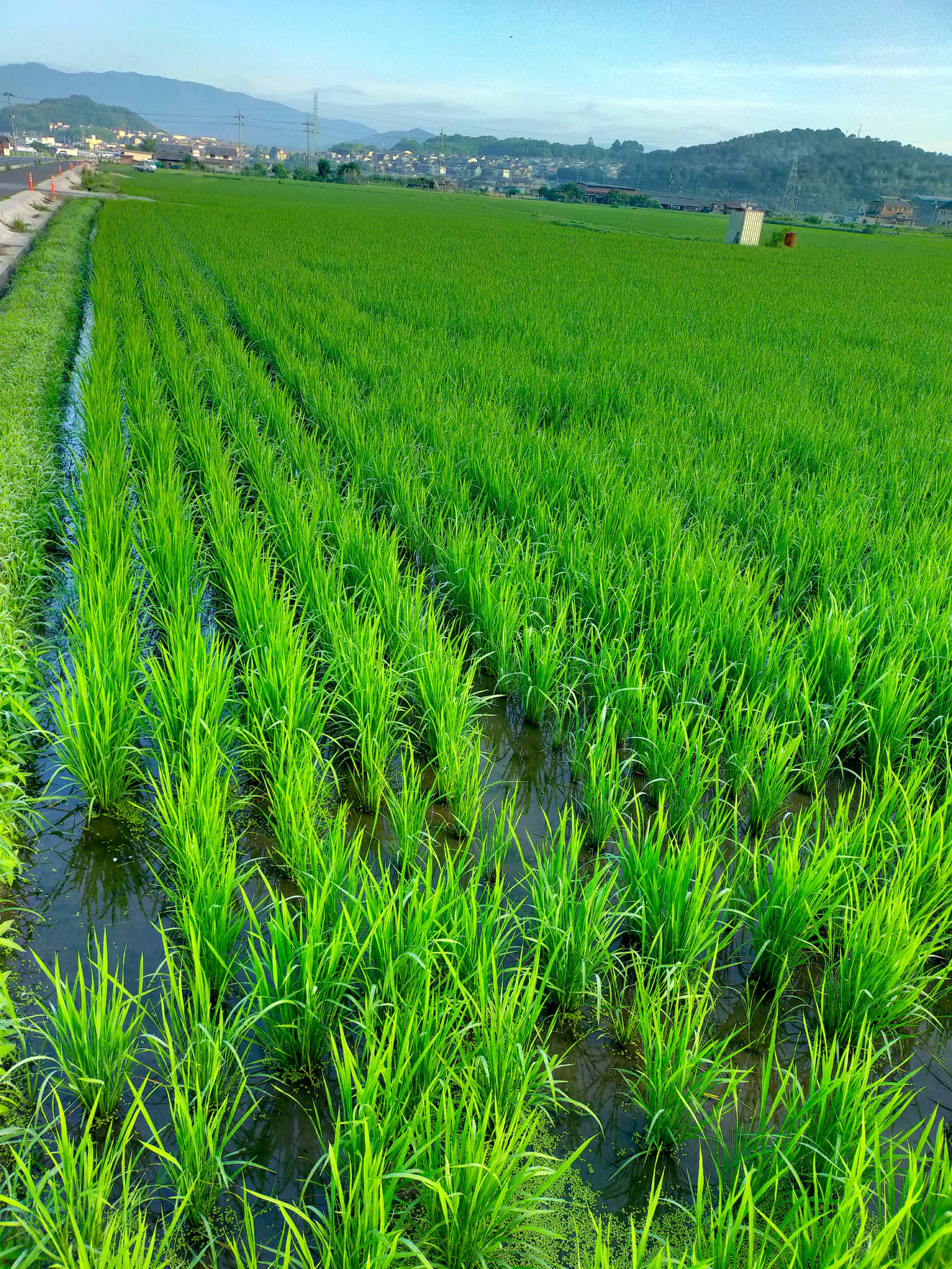 田植えから50日経ちました。（2025年6月29日）