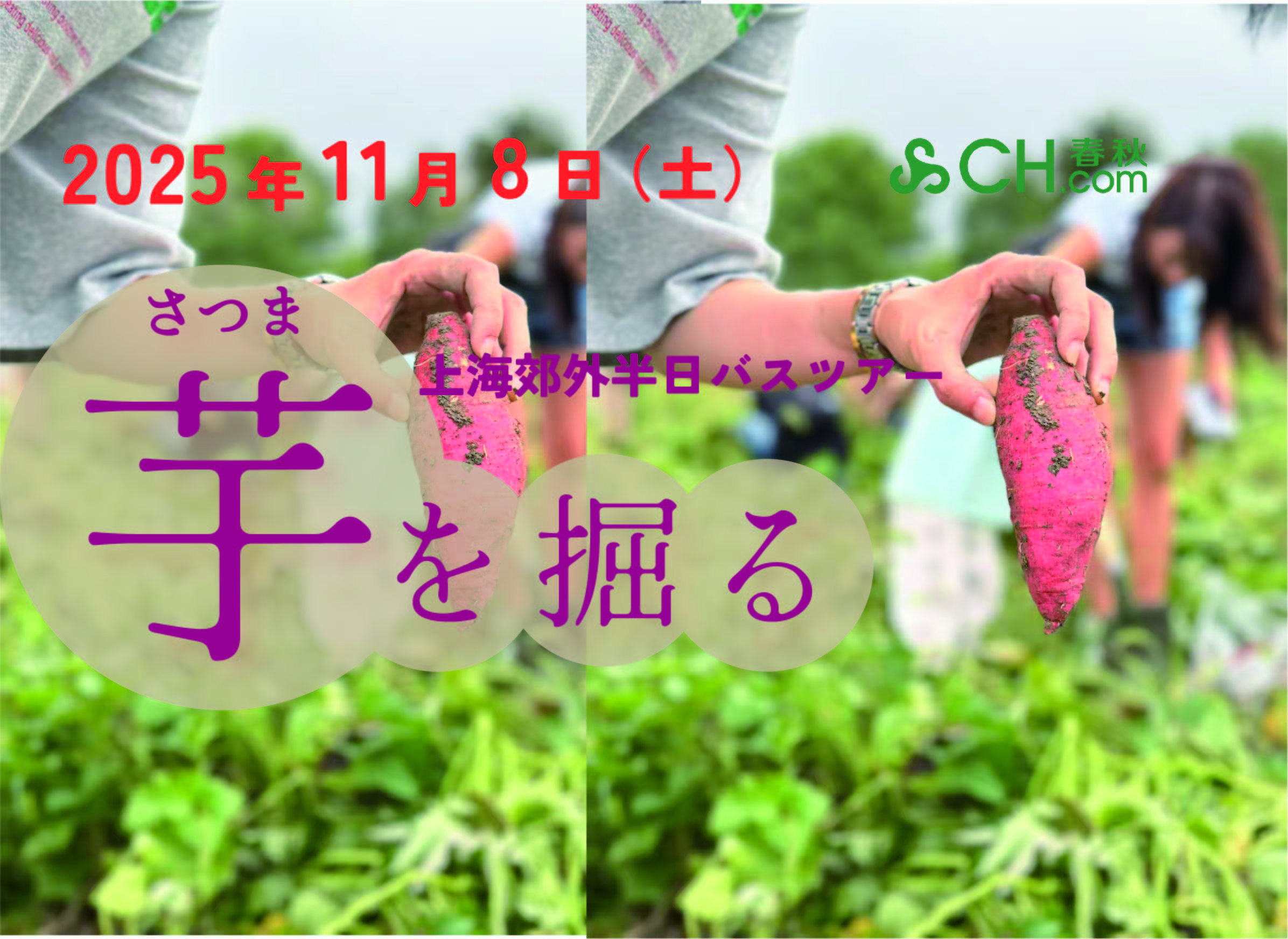 11月8日 芋を掘る 上海郊外半日バスツアー