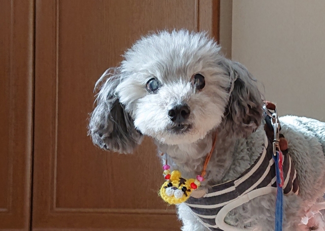 🐾シニア期はの愛犬は水分不足になりやすい？