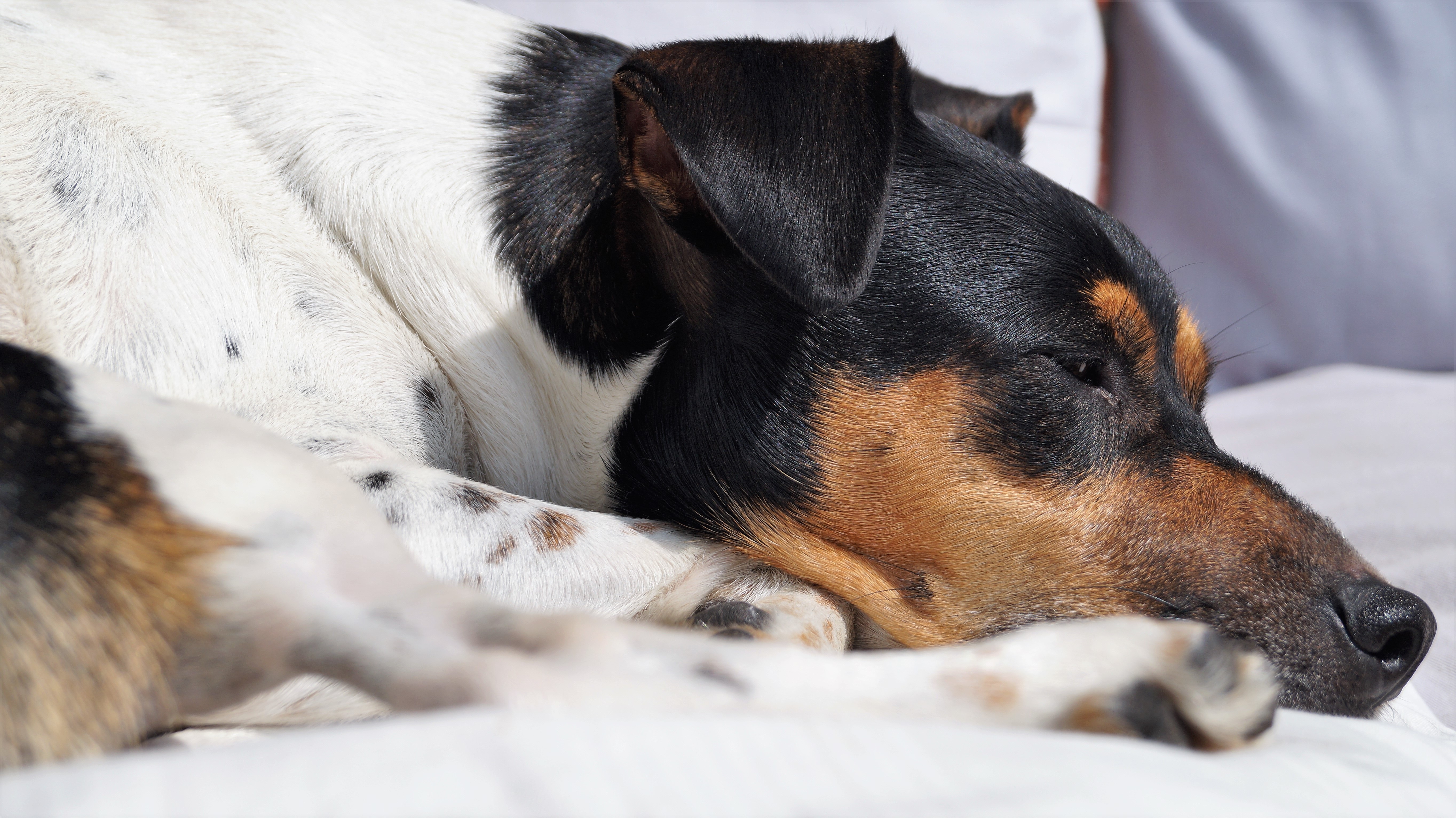 あなたの愛犬、水滞かも？ そんな子に寄り添う“お腹よろこぶ野菜スープ”