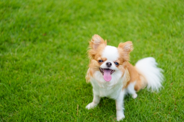 あなたの愛犬、肝がちょっとお疲れかも？ そんな子に、肝の解毒をやさしく助ける野菜スープを