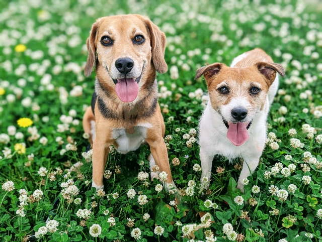 愛犬にも効果ある？前田浩式「最強の野菜スープ」とファイトケミカルの力