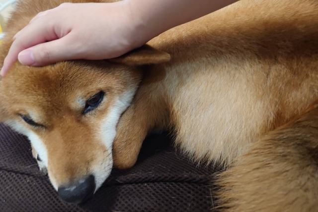 【9月1日は防災の日】今こそ、愛犬の命を守る準備を