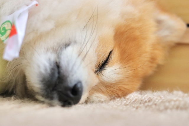 【秋バテ🐶】愛犬の「ちょっとした不調」に気づく季節