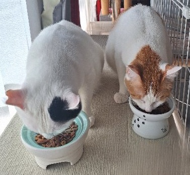 本当は難しいキャットフードの選び方