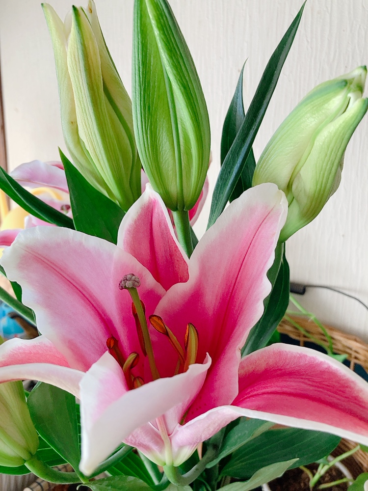 新しい年を健康な身体で