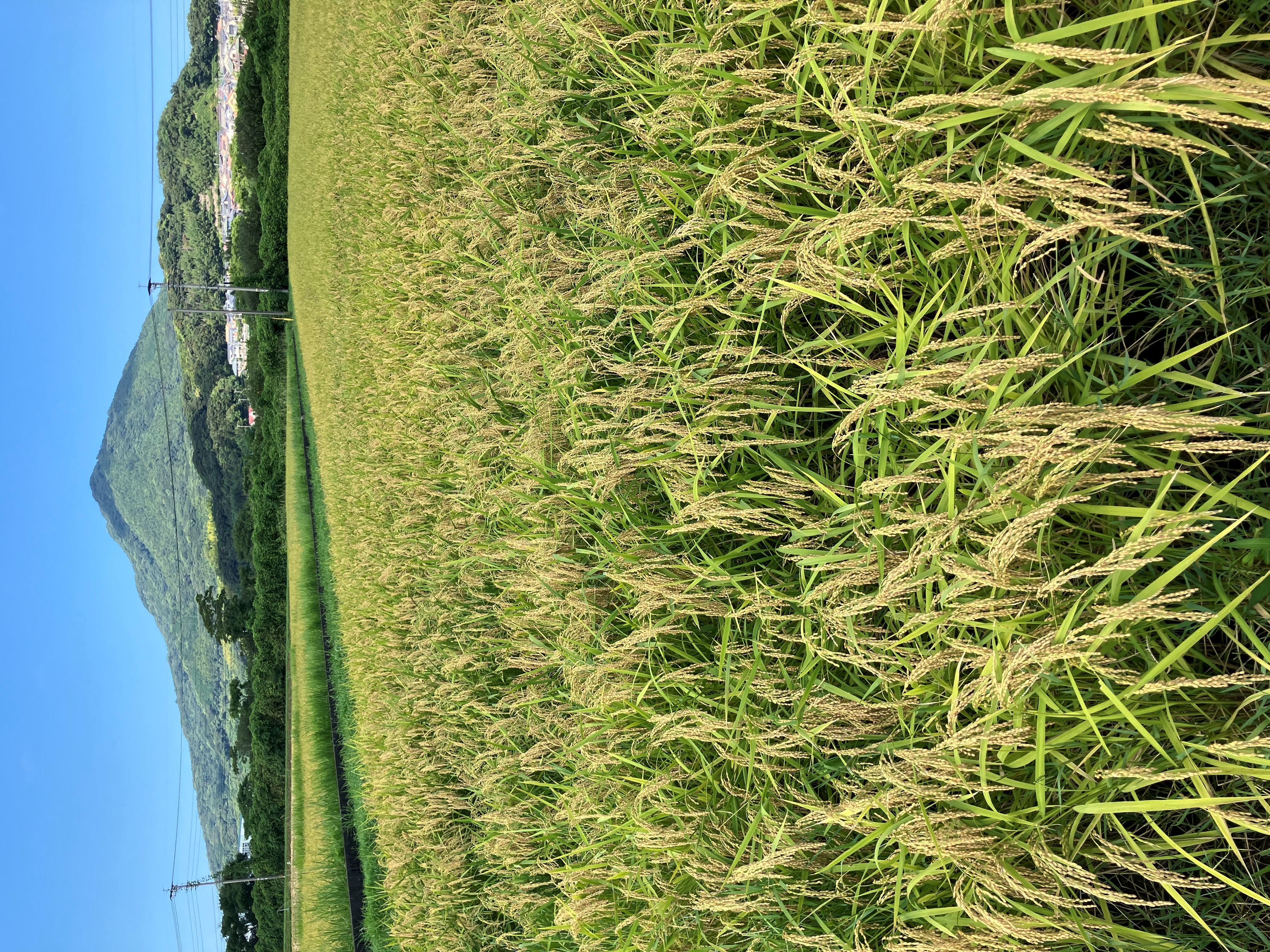 生産者田中さん　稲刈り開始🌾