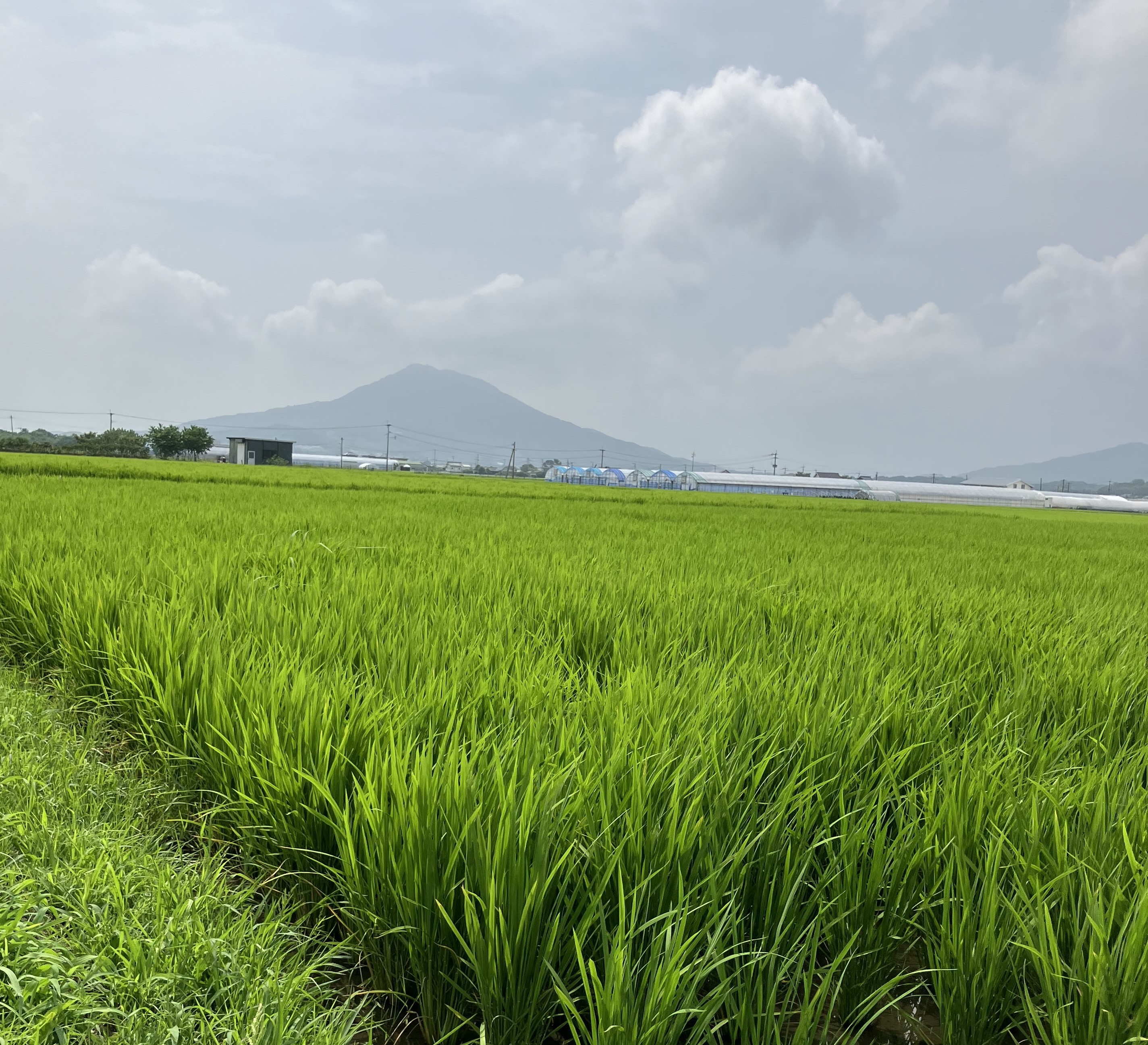 8/8「お米の日」🌾　糸島市稲作圃場の様子