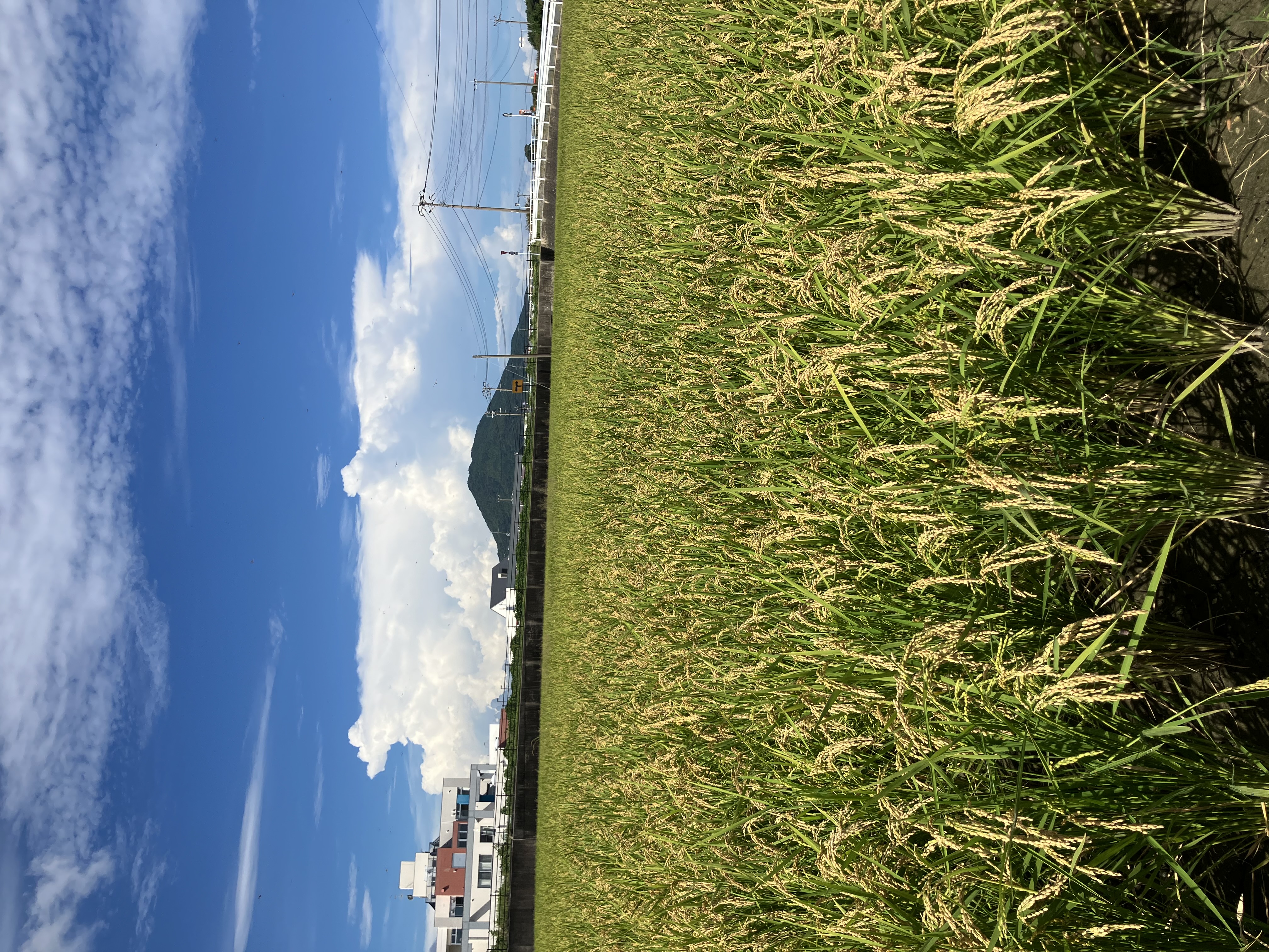 糸島産夢つくし🌾いよいよ刈り取りへ