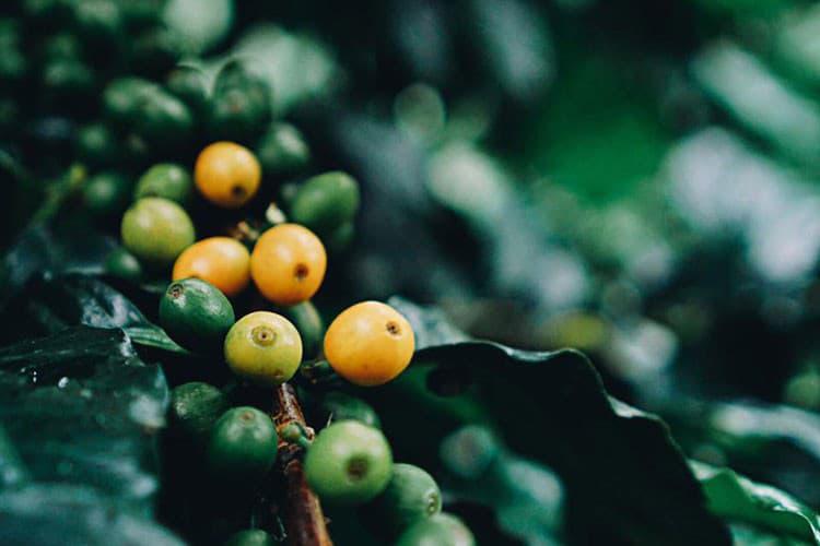 ウォッシュド？ナチュラル？「精製方法（プロセス）」って何？