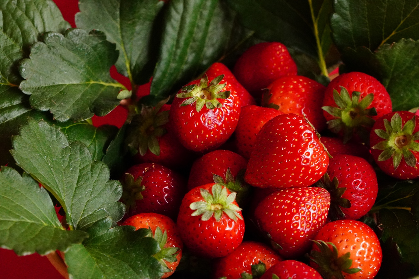 メディア掲載のご案内