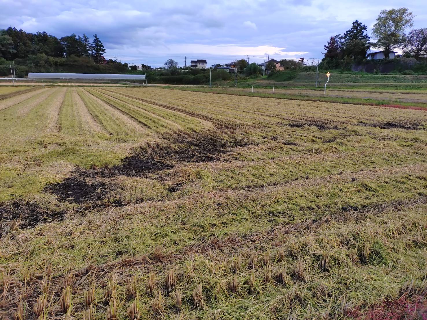 【Blog】Riceつーしんvol.256発行