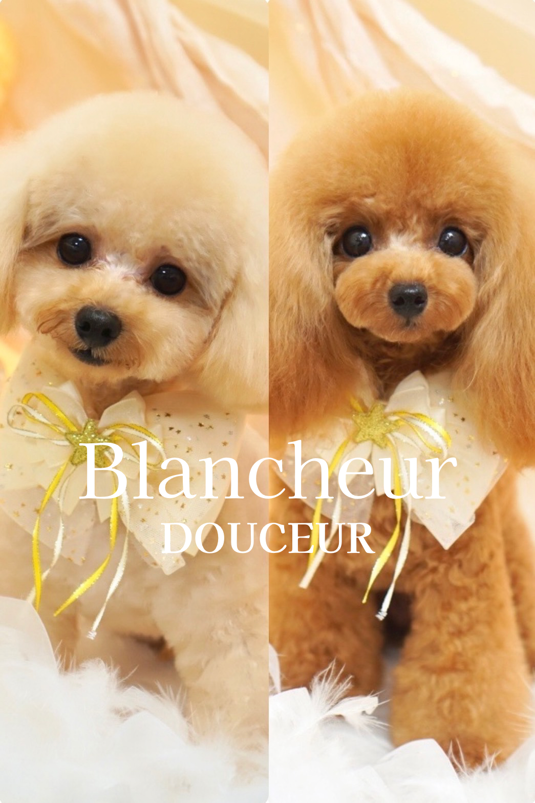 「上品で可愛く。」小型犬専用セレクトショップ Blancheur を始めました。