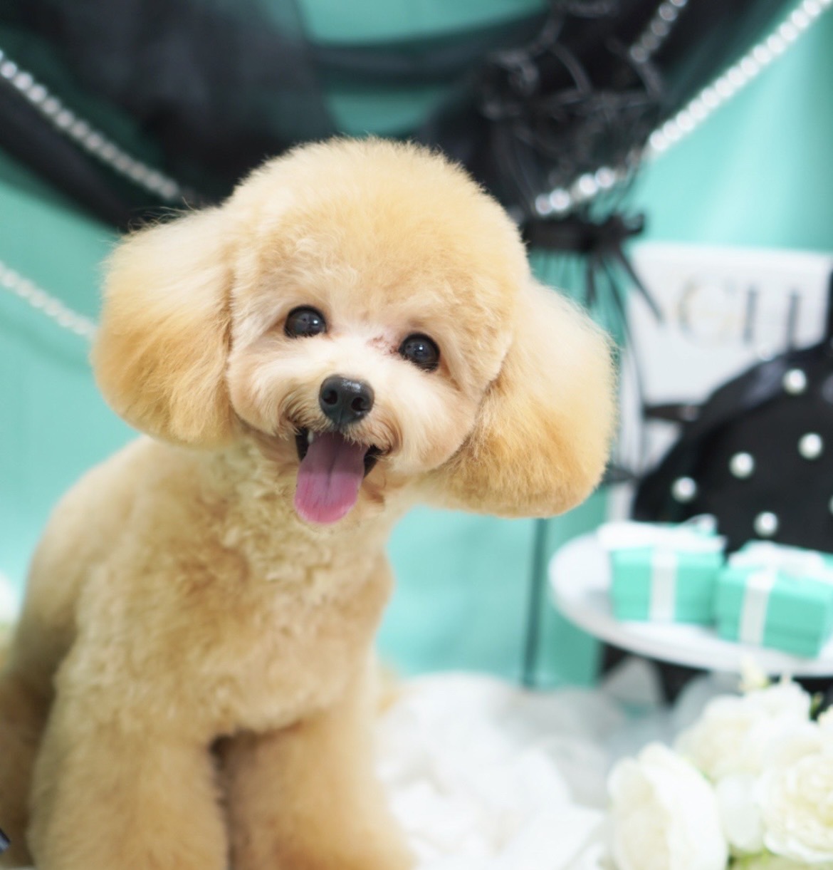 【モデル犬紹介】「ミルク」と「ココア」のご紹介と着用サイズ例🐾