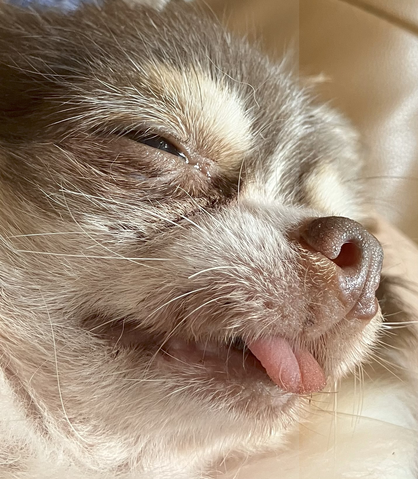 🐶🐱 シニア期の「困った」を防ぐための《早めの対策》
