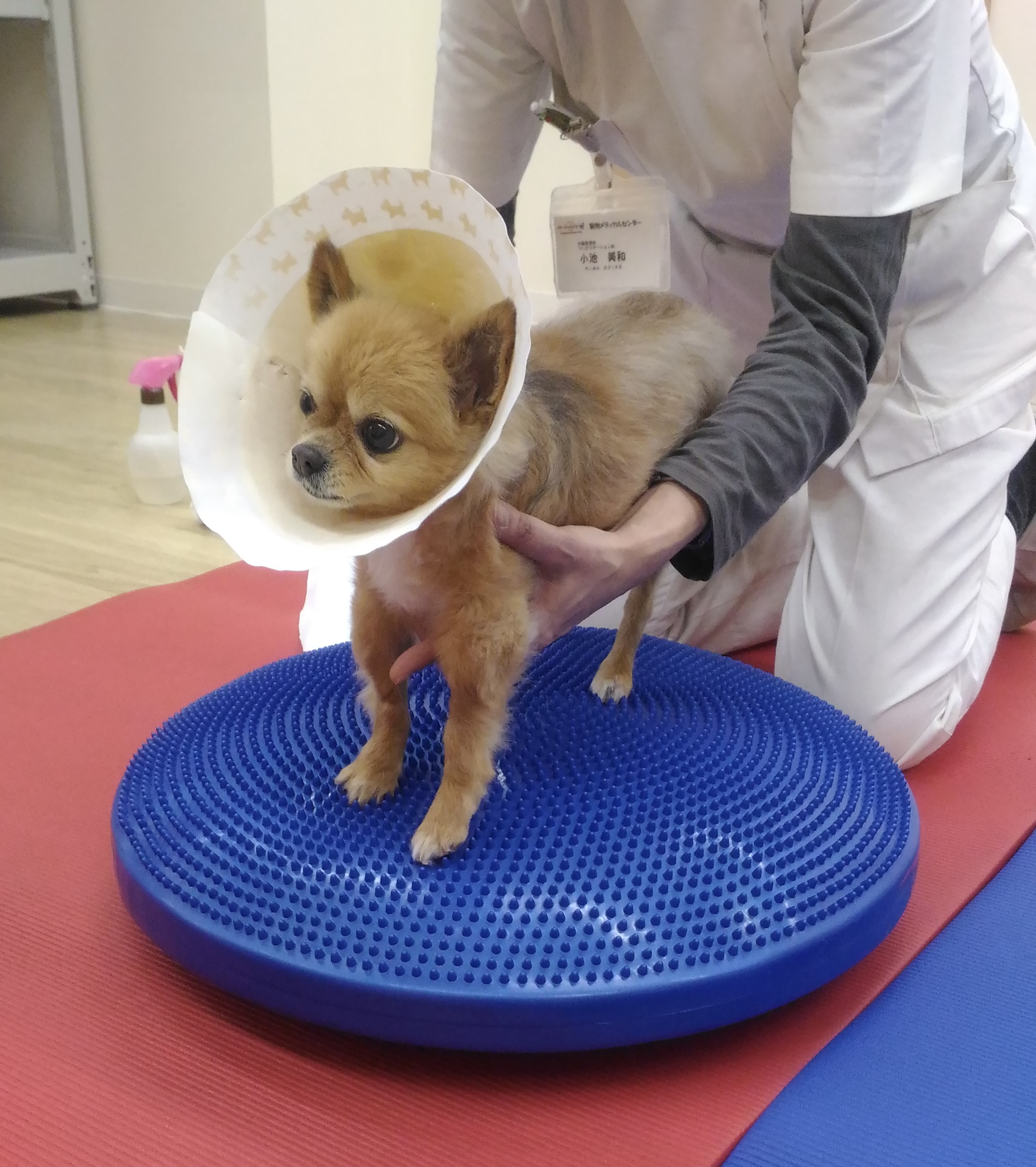 The story behind Animacare (アニマケア誕生のストーリー)