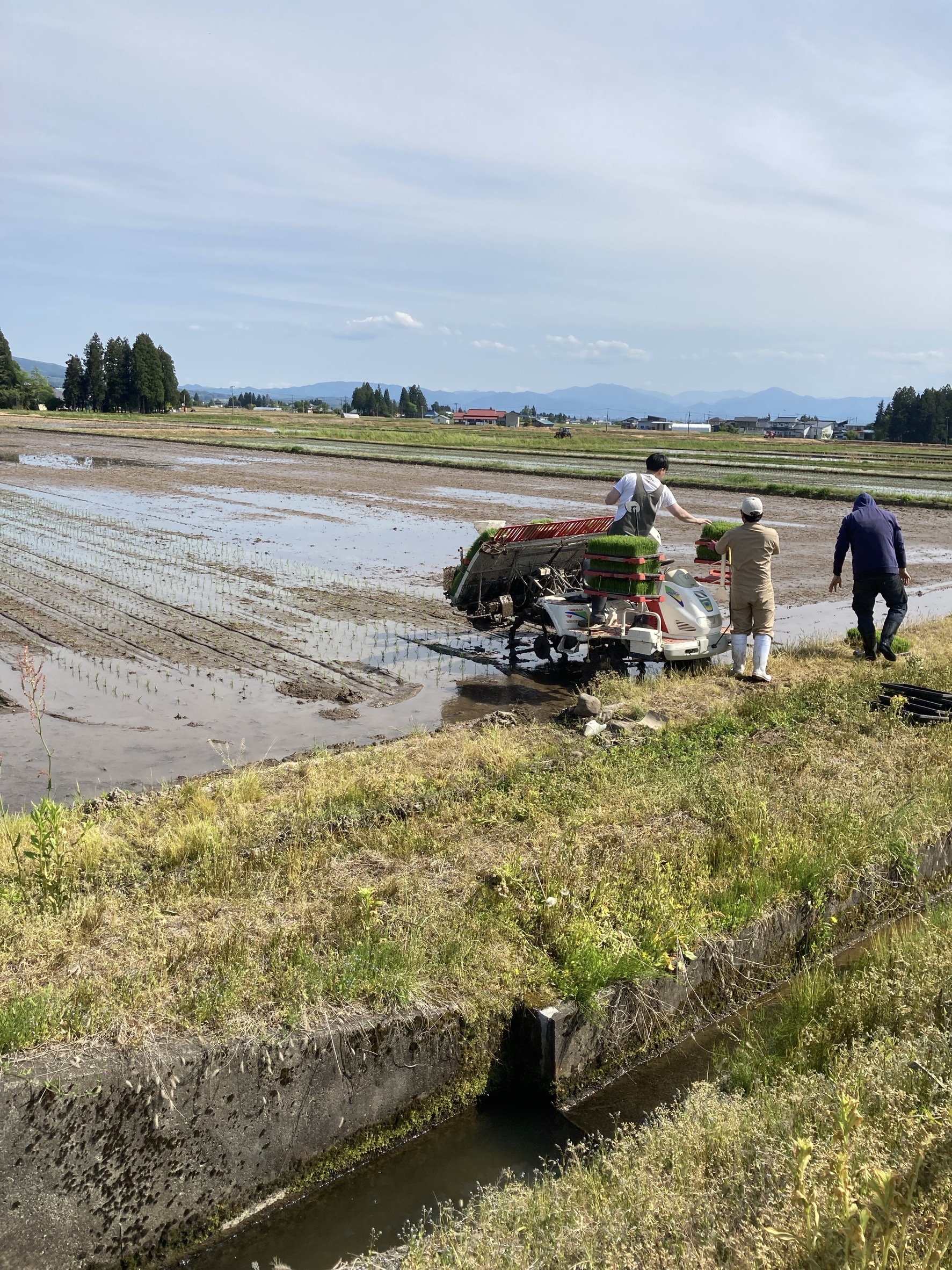 田植えが無事終わりました♪