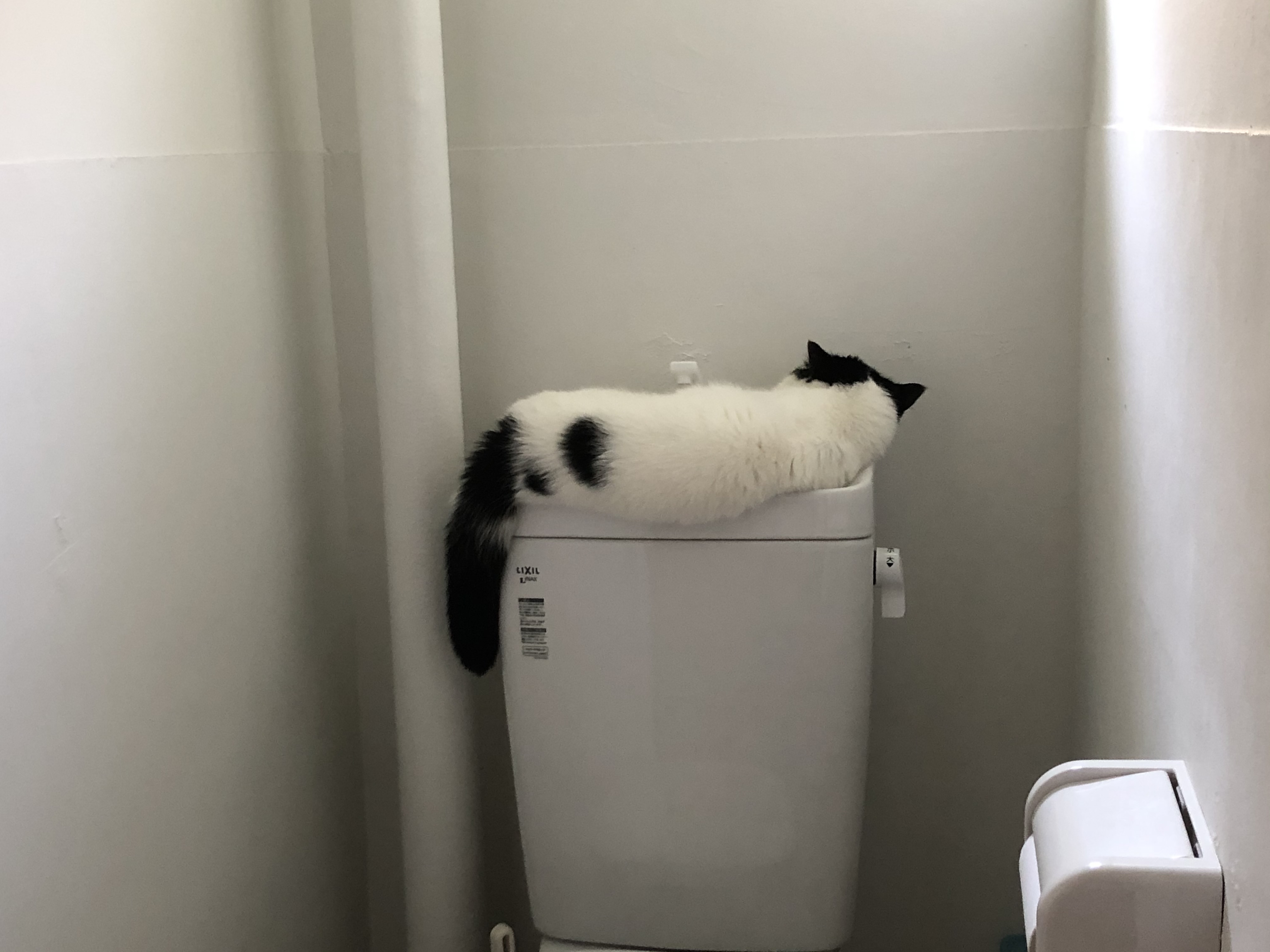 FATCATのCATの話。