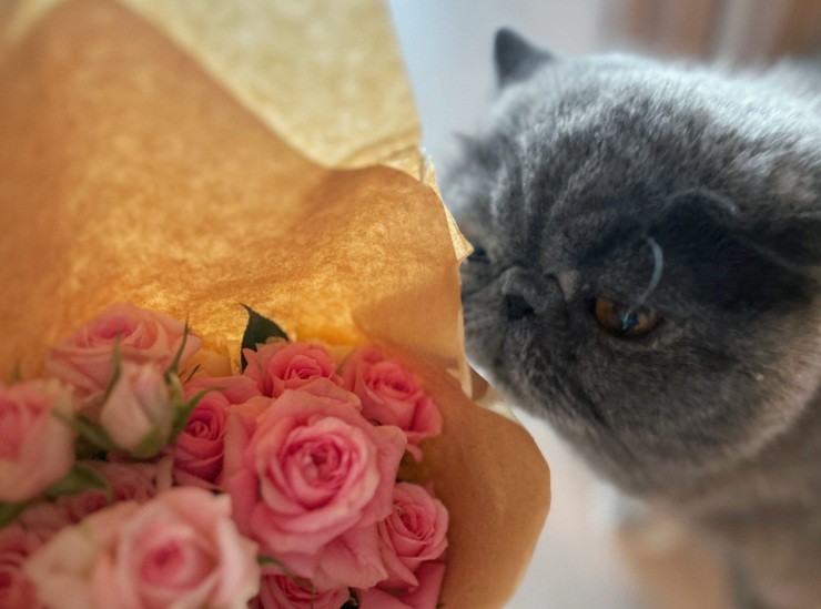 猫がいても安心なオーガニックスキンケア　〜大事な家族・ペットと、自分の肌を守るために〜