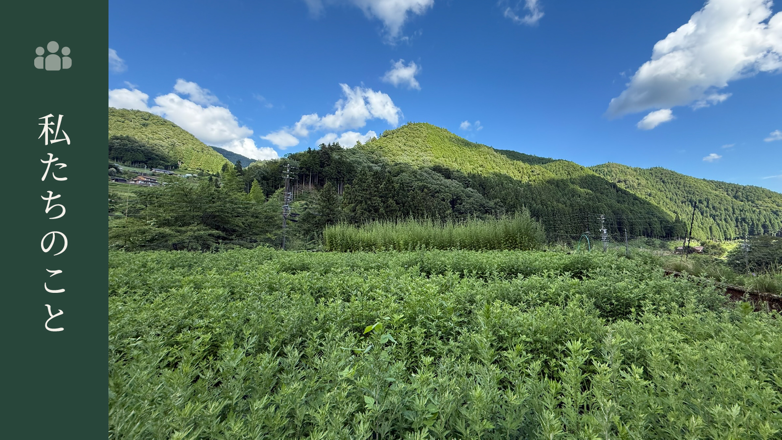 【私たちのこと】農薬不使用でよもぎを育てるということ｜皮膚にも、心にも、安心して届く草を。