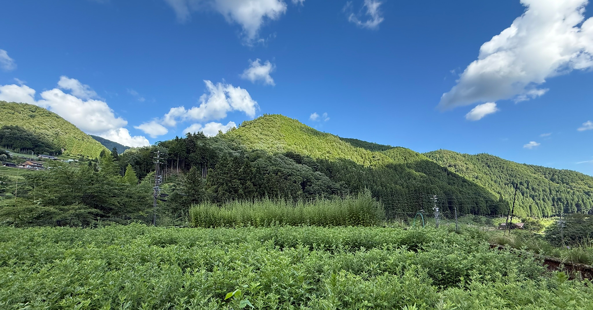 無農薬でよもぎを育てるということ|皮膚にも、心にも、安心して届く草を