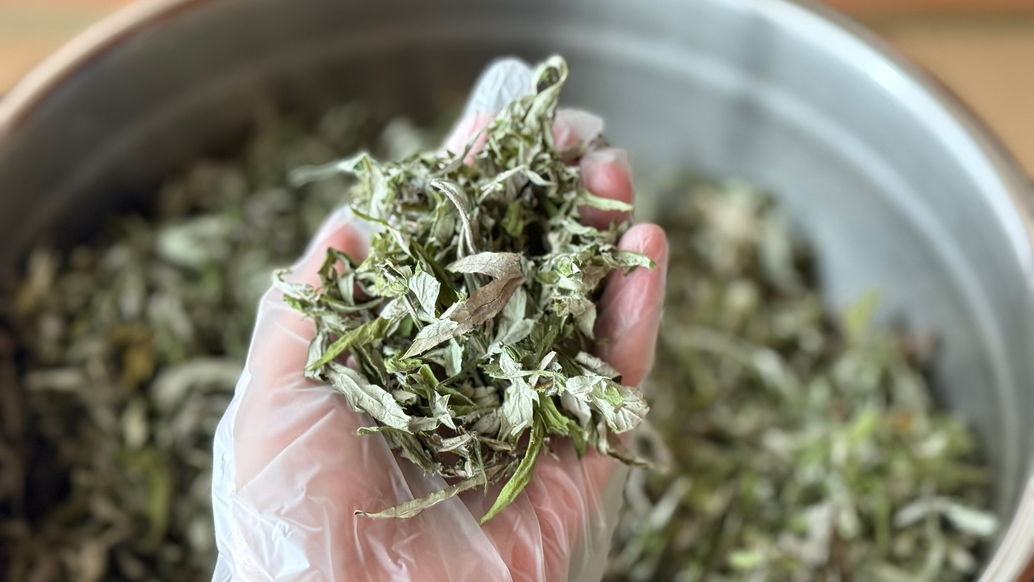 【よもぎのこと】乾燥よもぎ100gを作るには?生葉の重みと、草の命の話。