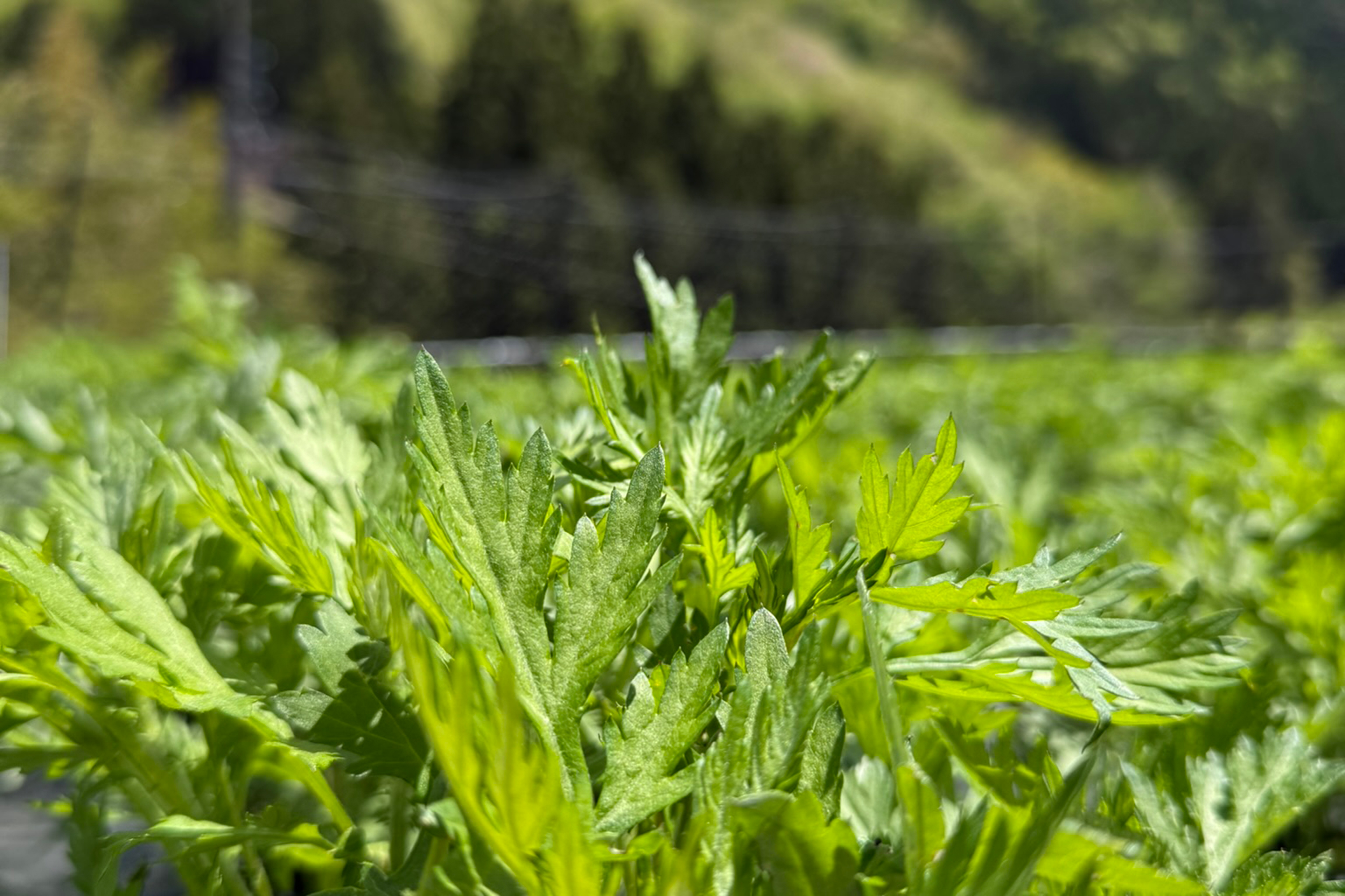 よもぎの基礎知識――古来から愛される“ハーブの女王”とは?