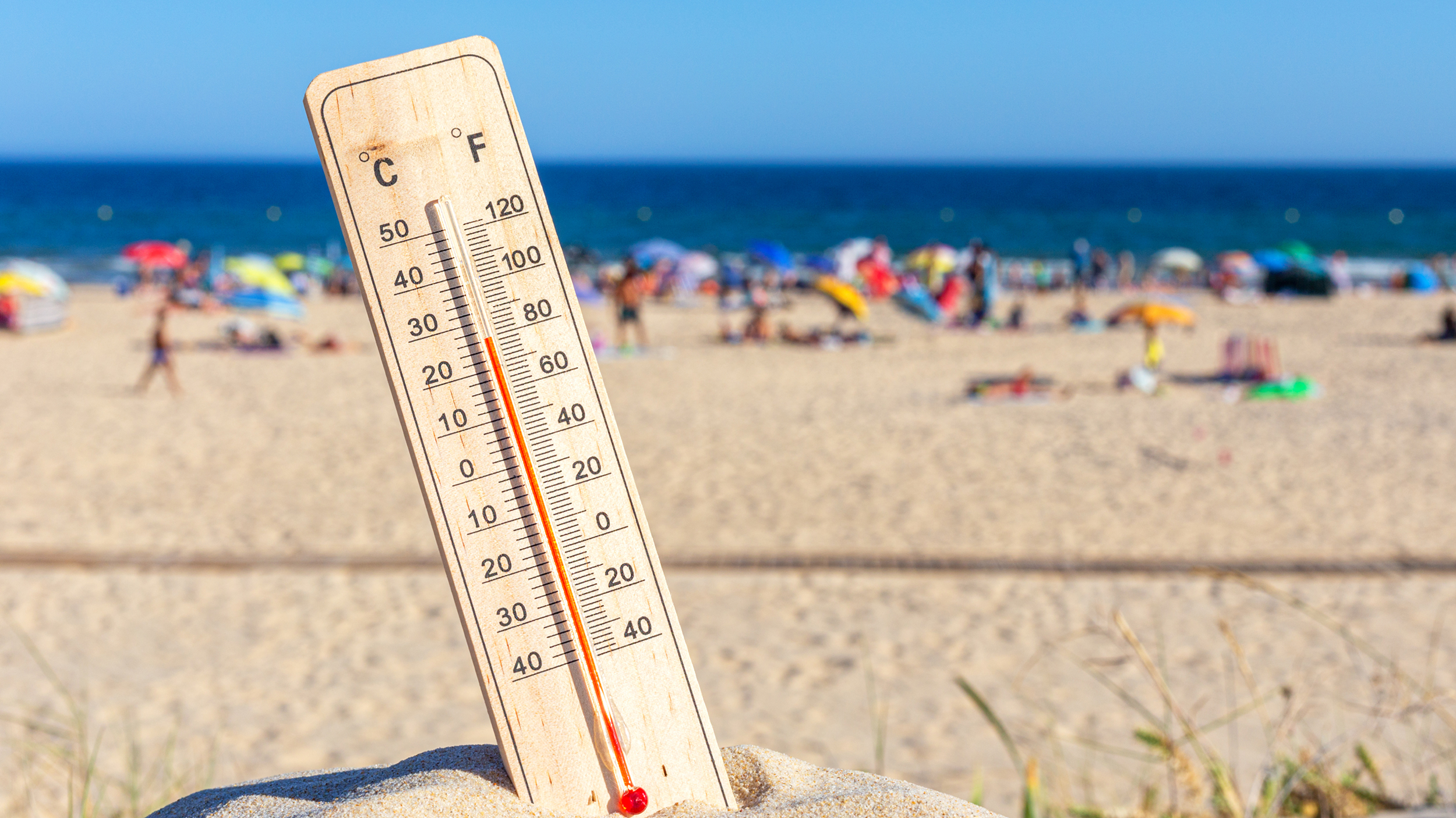 【よもぎのこと】暑い夏の日に、草がそっと寄り添う時間を。