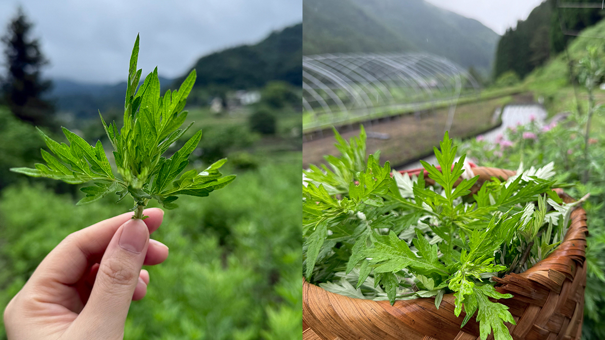 【よもぎのこと】端午の節句頃のよもぎが大切にされてきた理由