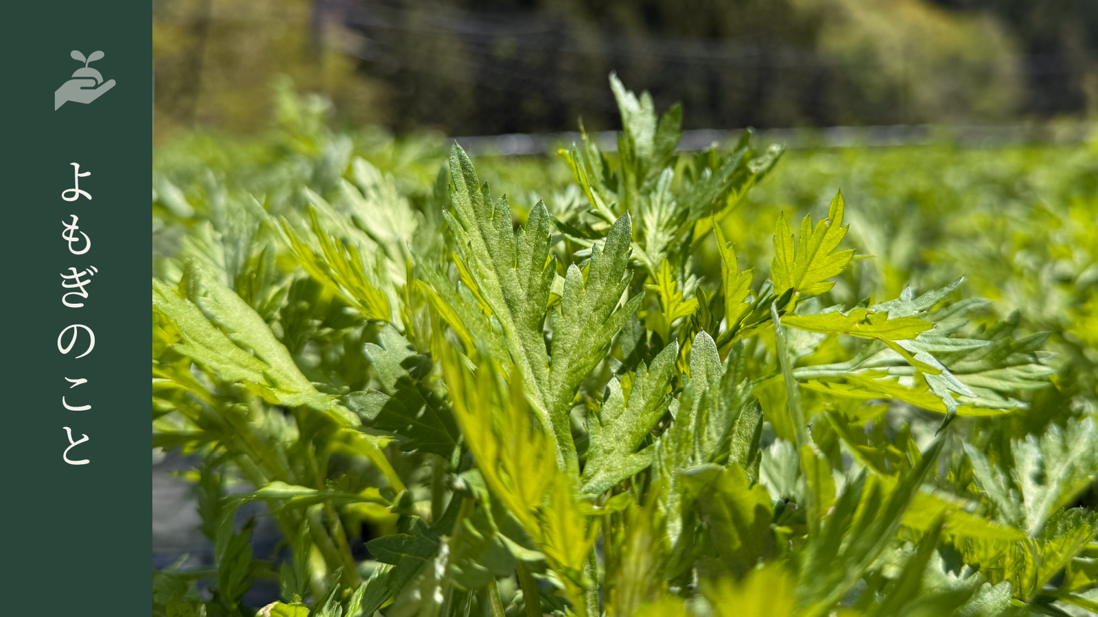 【よもぎのこと】よもぎの基礎知識――古来から愛される“ハーブの女王”とは？