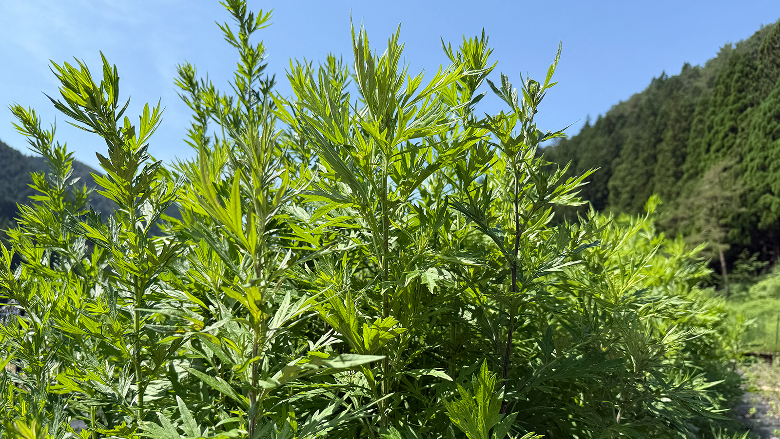 よもぎ全草を使う意味 - 葉・茎・花のちから