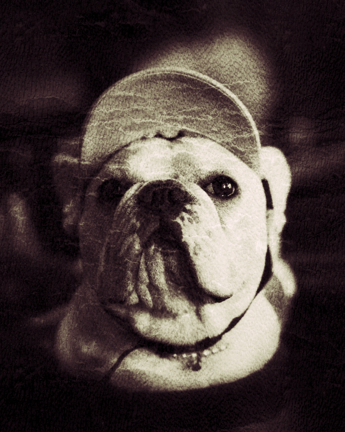 写真から服へ。— 愛犬をアートにした、あなただけの特別な一枚