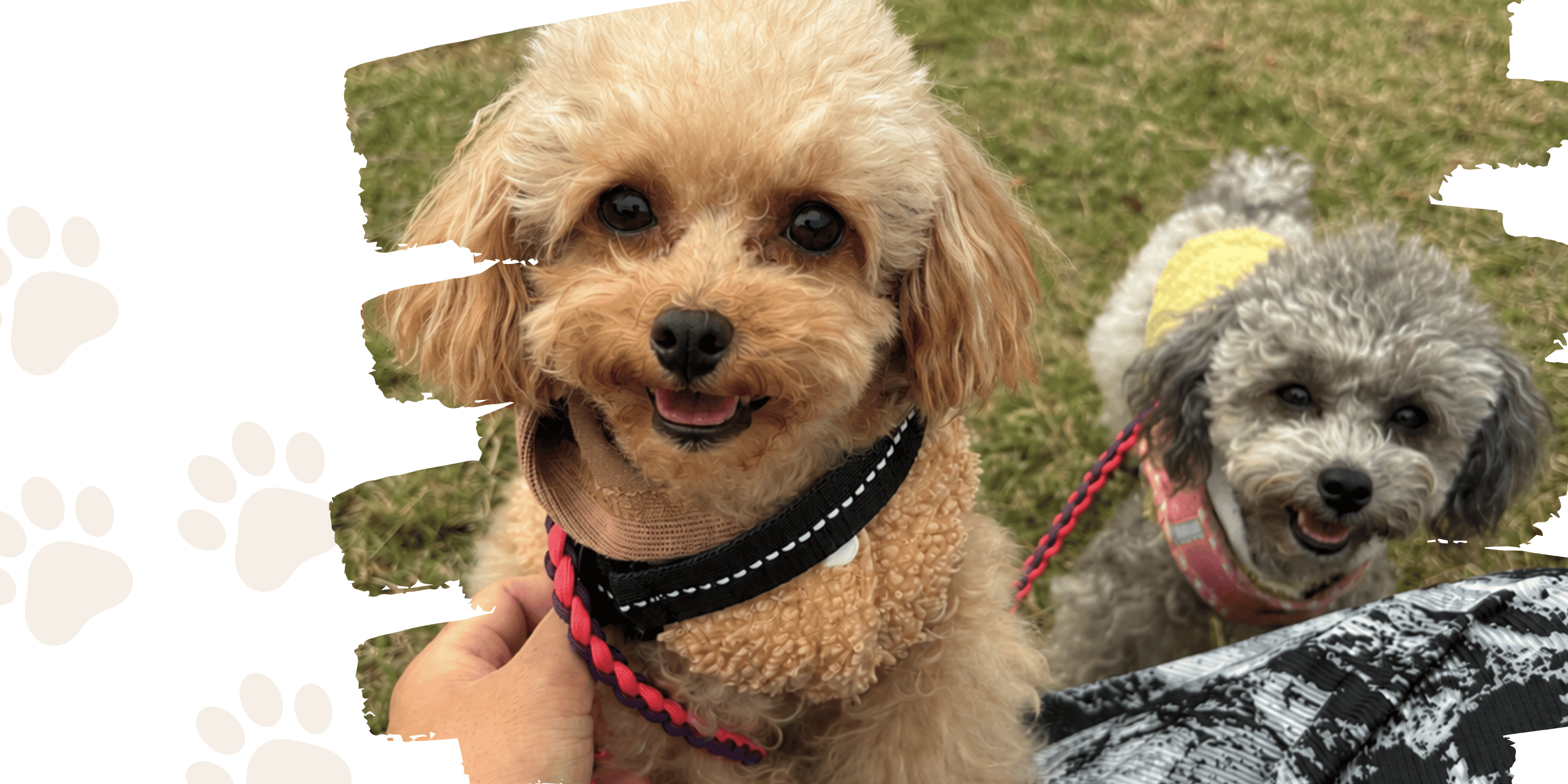 ”ひと手間”が、愛犬と向き合う時間になる