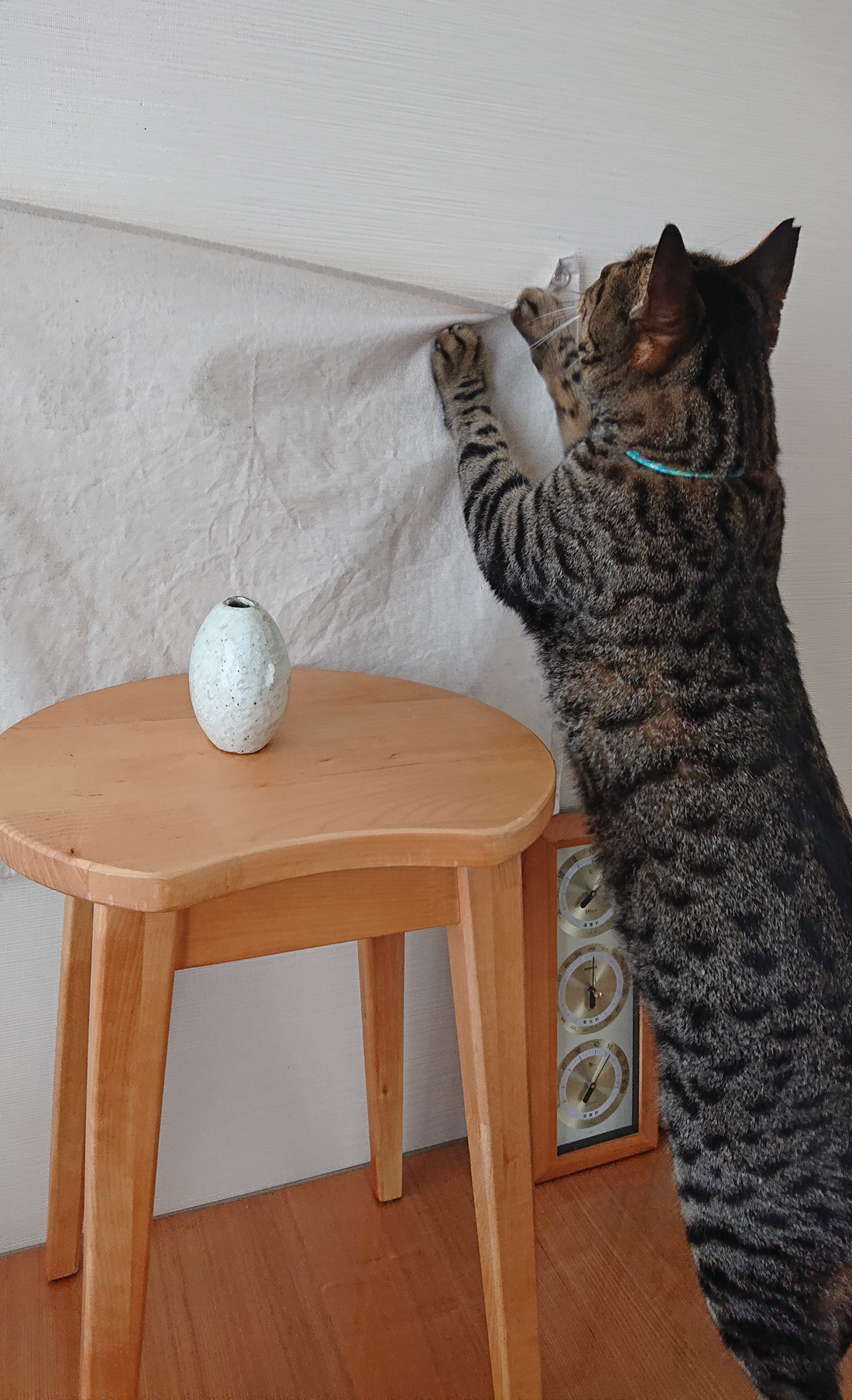 猫の手も借りたい