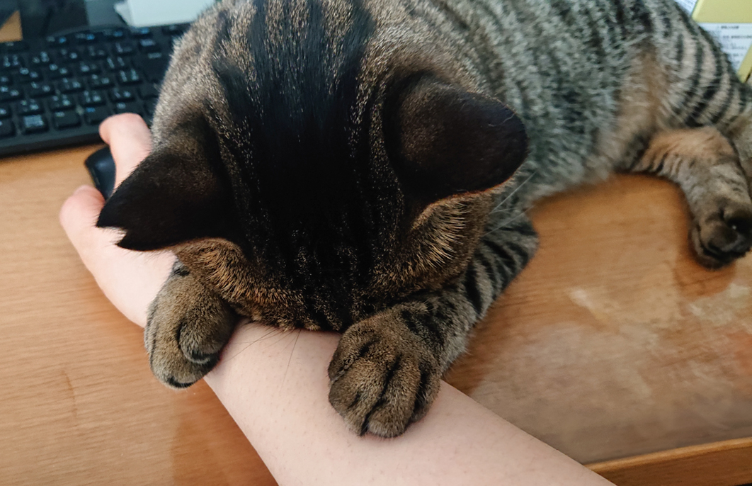 送料やクーポンなど…