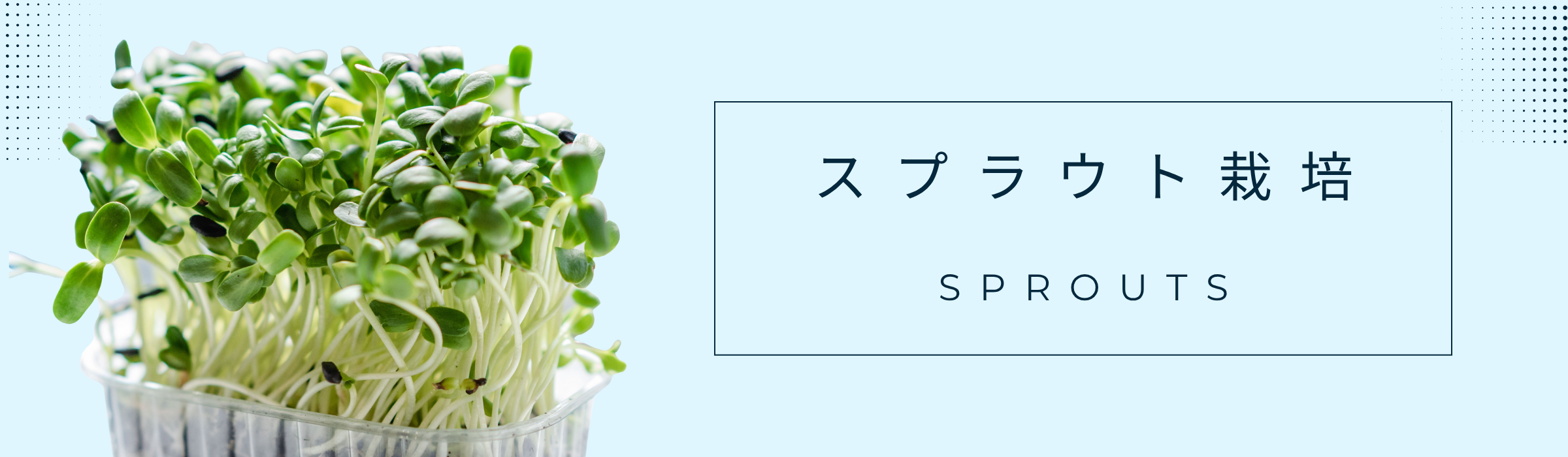スプラウト栽培