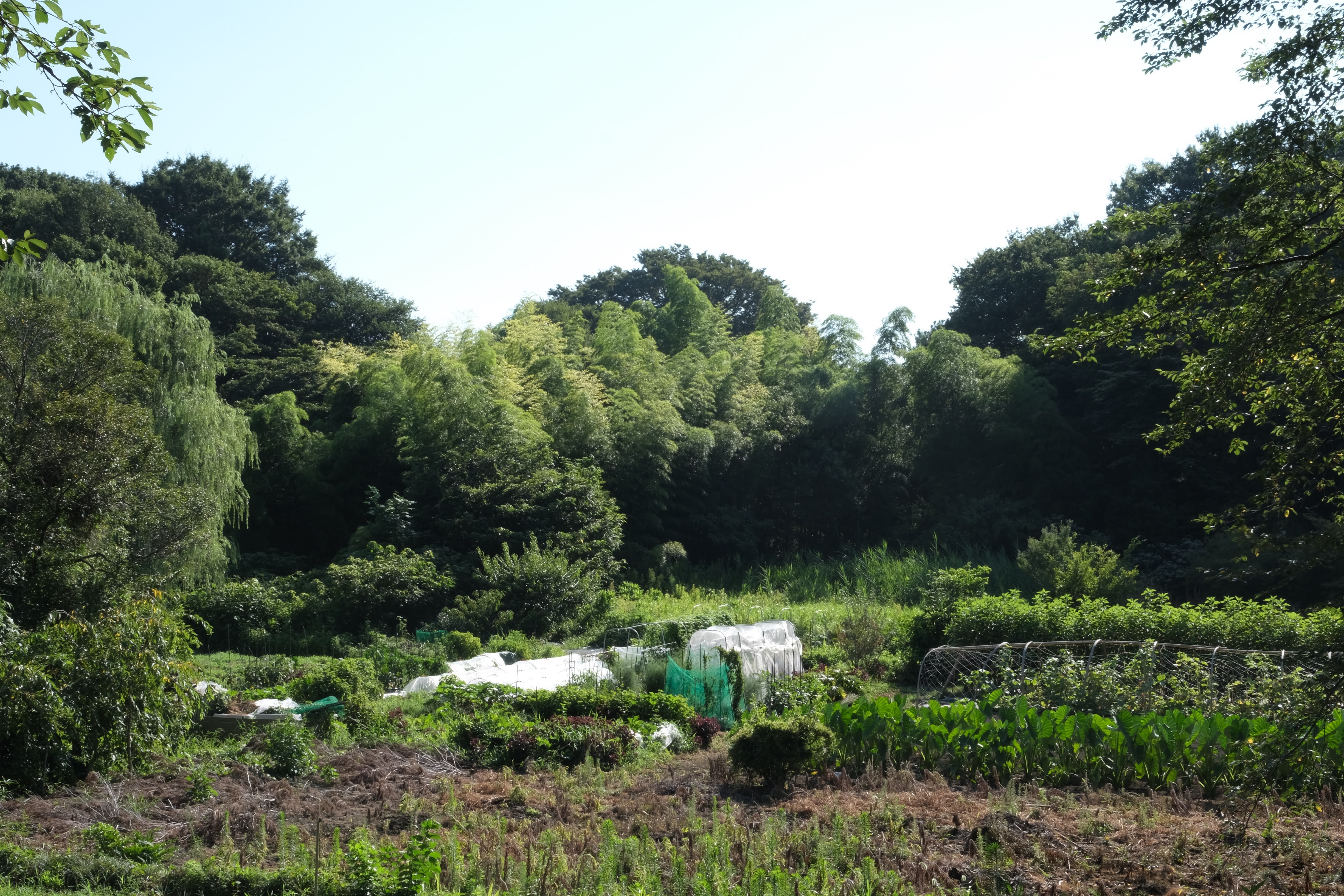 「見沼のお野菜」と「心と体にいいもの」お店の商品やこだわりについて