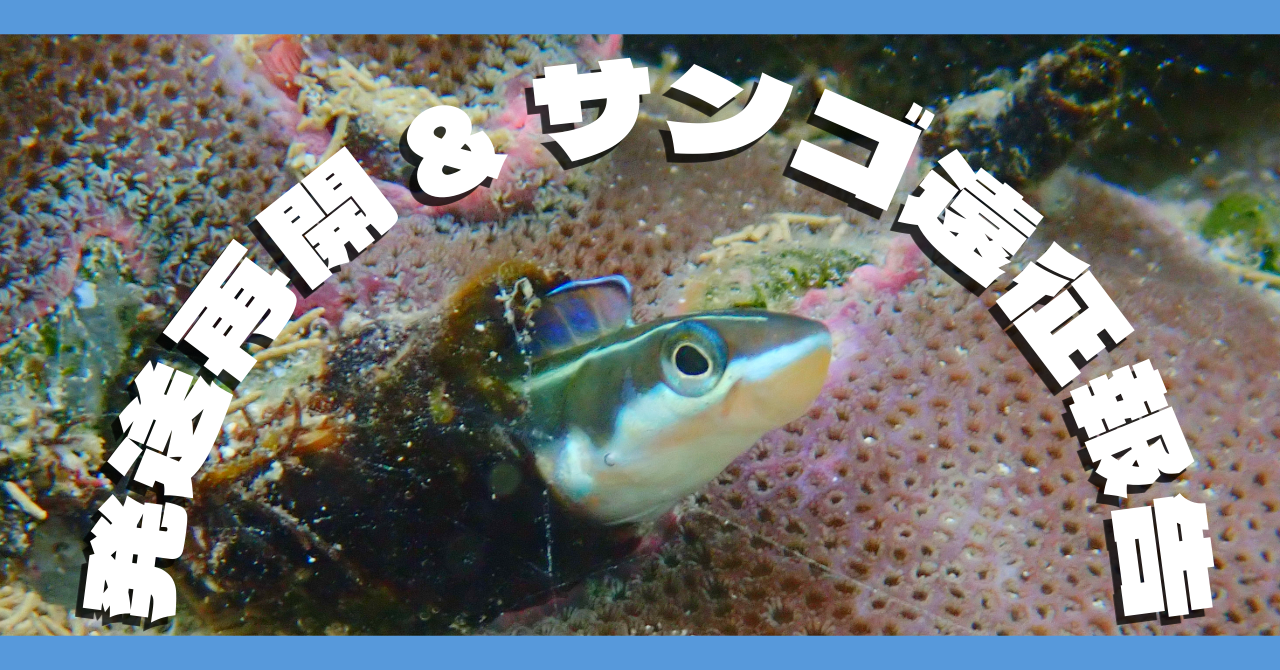 発送再開します&サンゴ遠征の成果