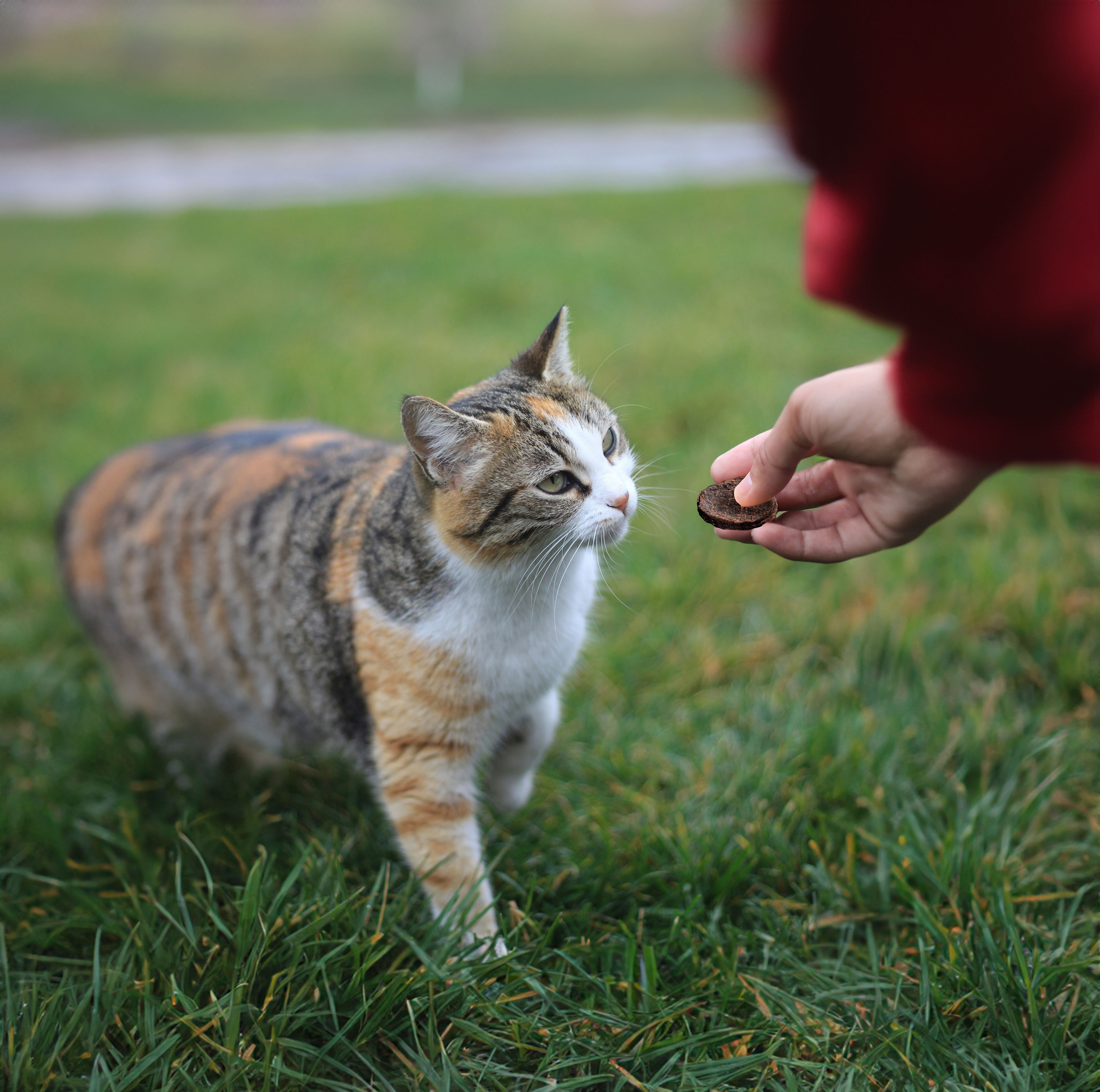 愛犬・愛猫におやつをあげるときのポイント ~年齢別ガイド~