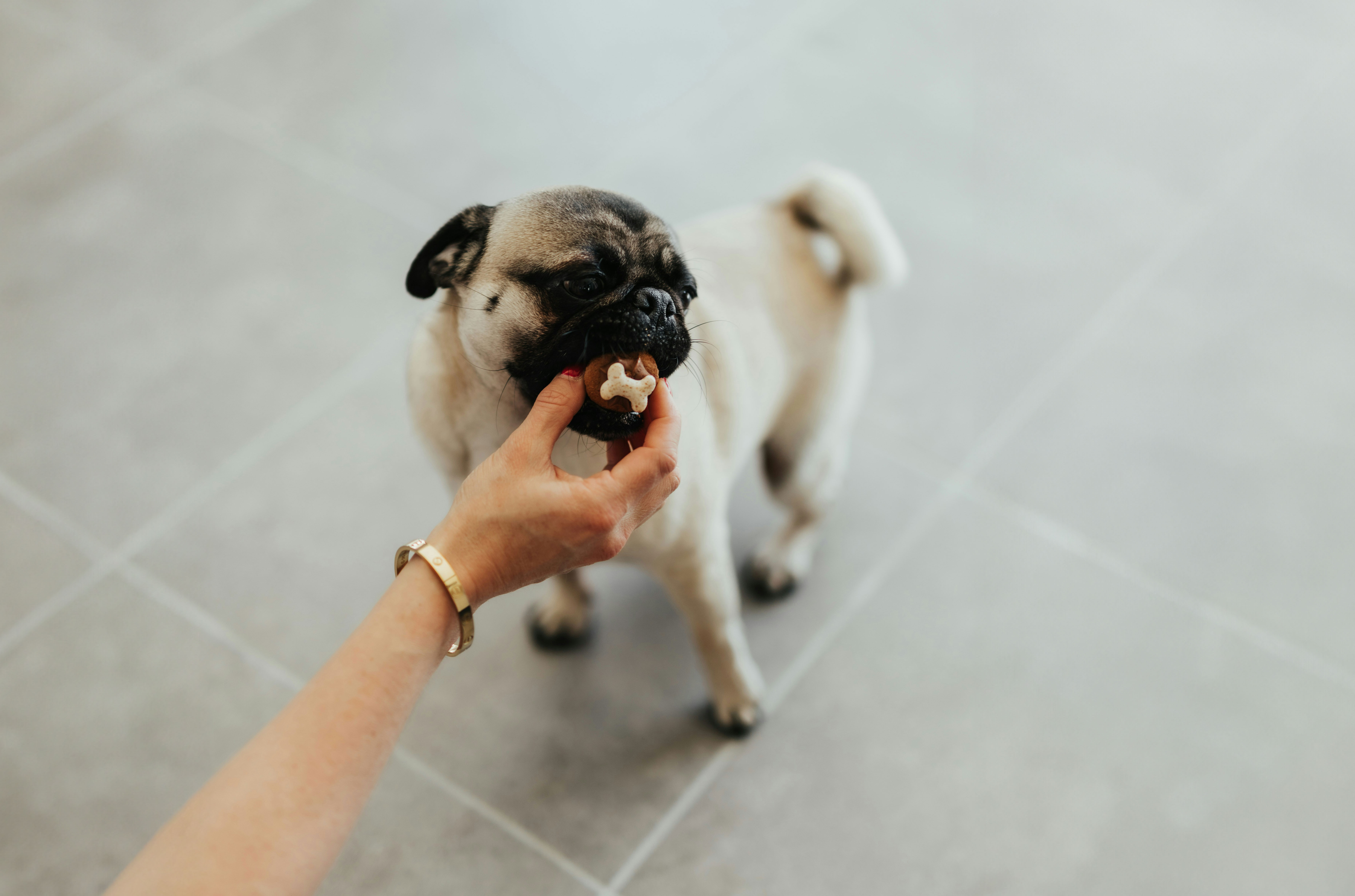 「おやつ」はご褒美以上の意味を持っています