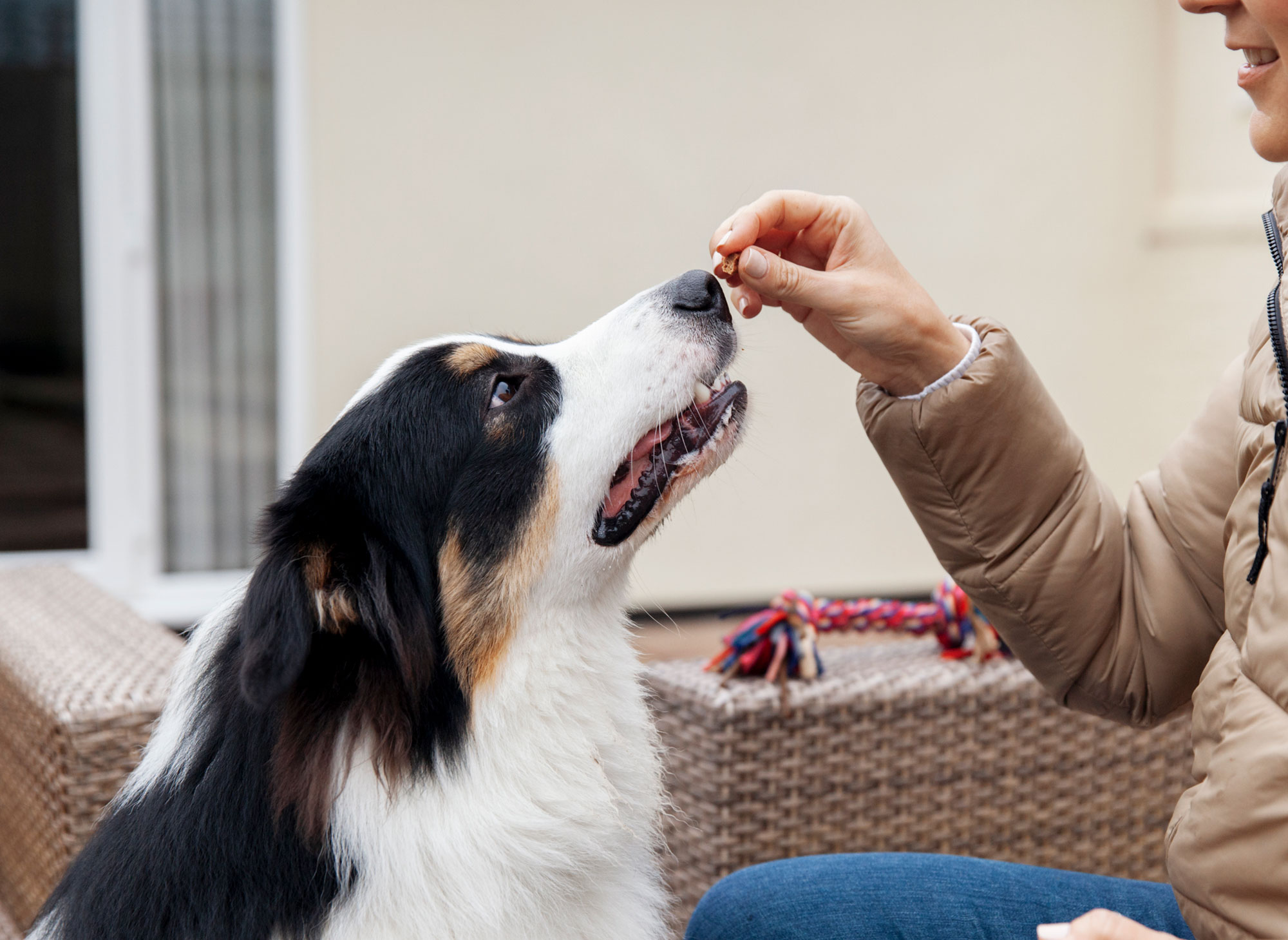 体重管理中でもおやつはあげていい?ヘルシーなおやつ活用法