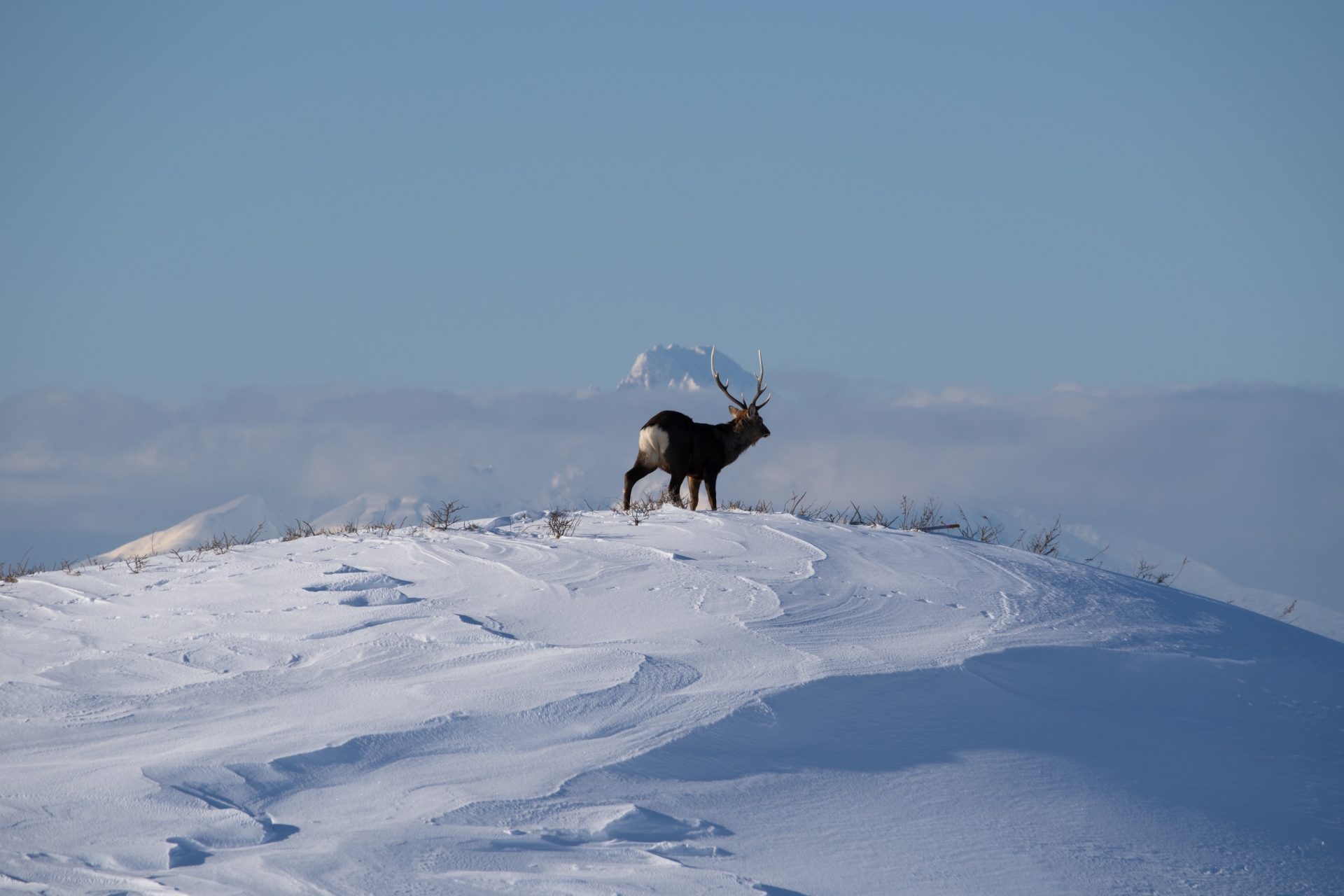 北海道産素材がペットおやつに向いている理由