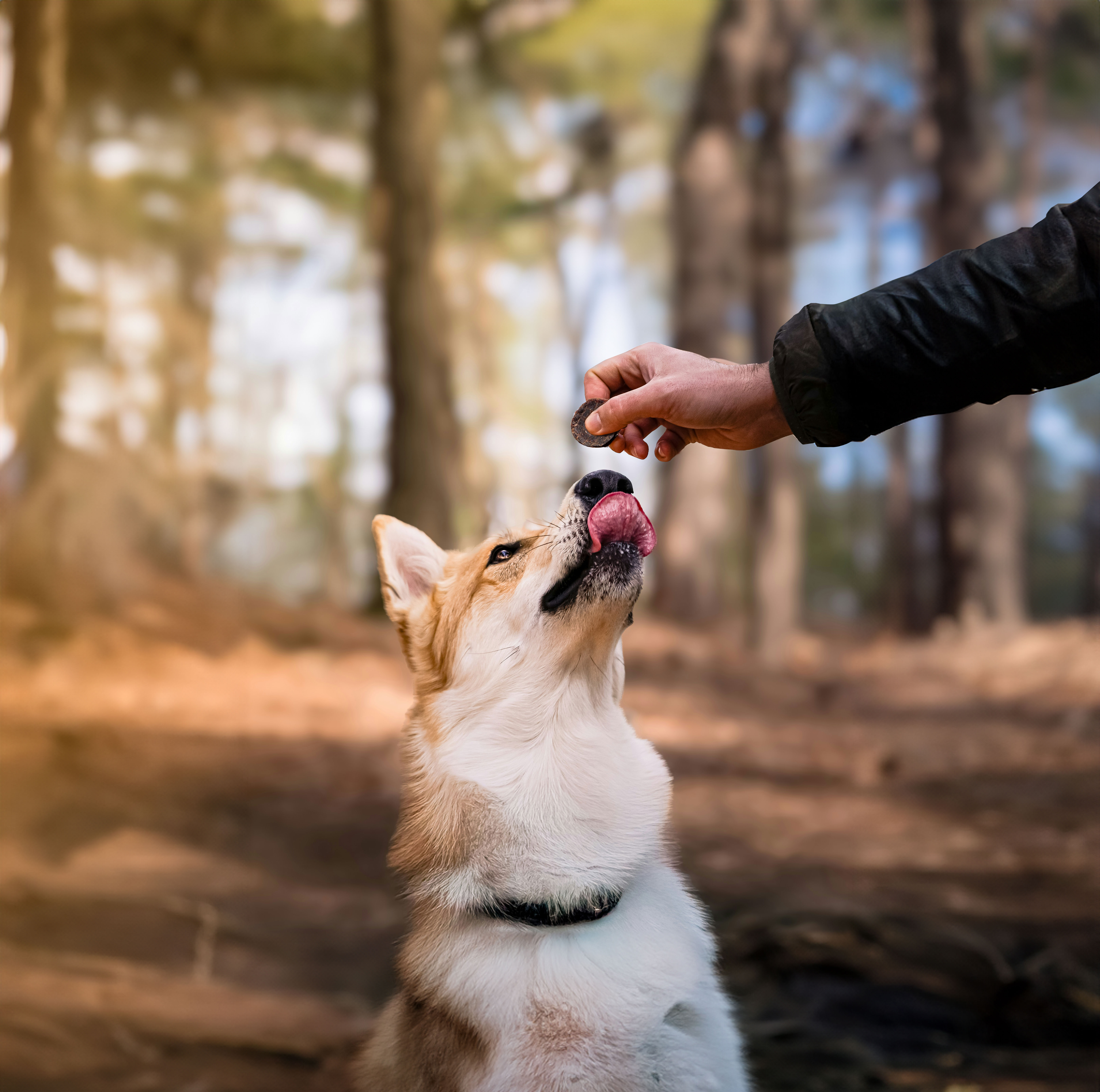 【11/30まで】ただいまOPEN特価でご提供中|一部商品が最大36%OFF